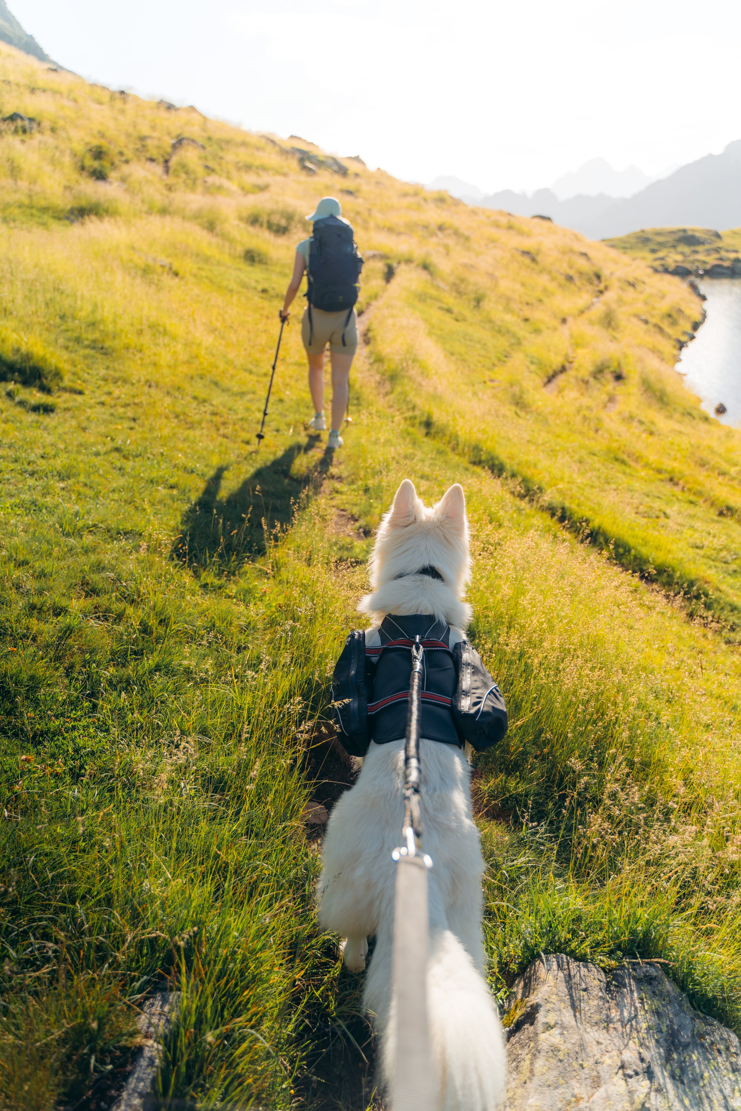 Persona y perro caminando por un sendero en una colina verde en un día soleado.