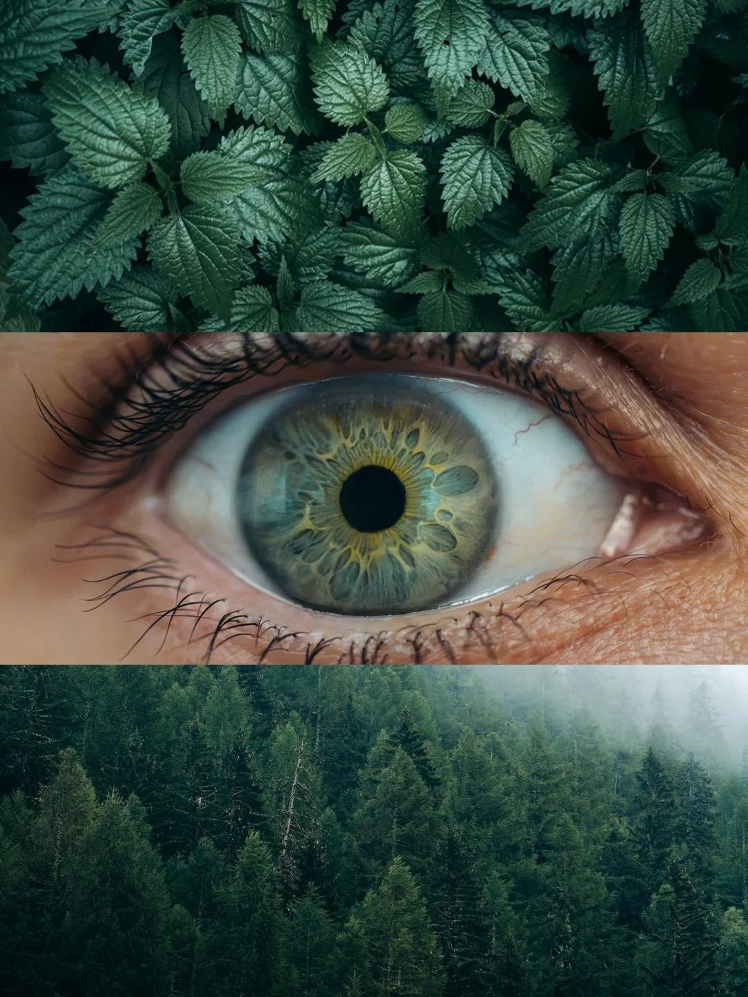 A foggy day, through my eyes. 🌲

#photographer  #photography #nature #moodygram #foogy
