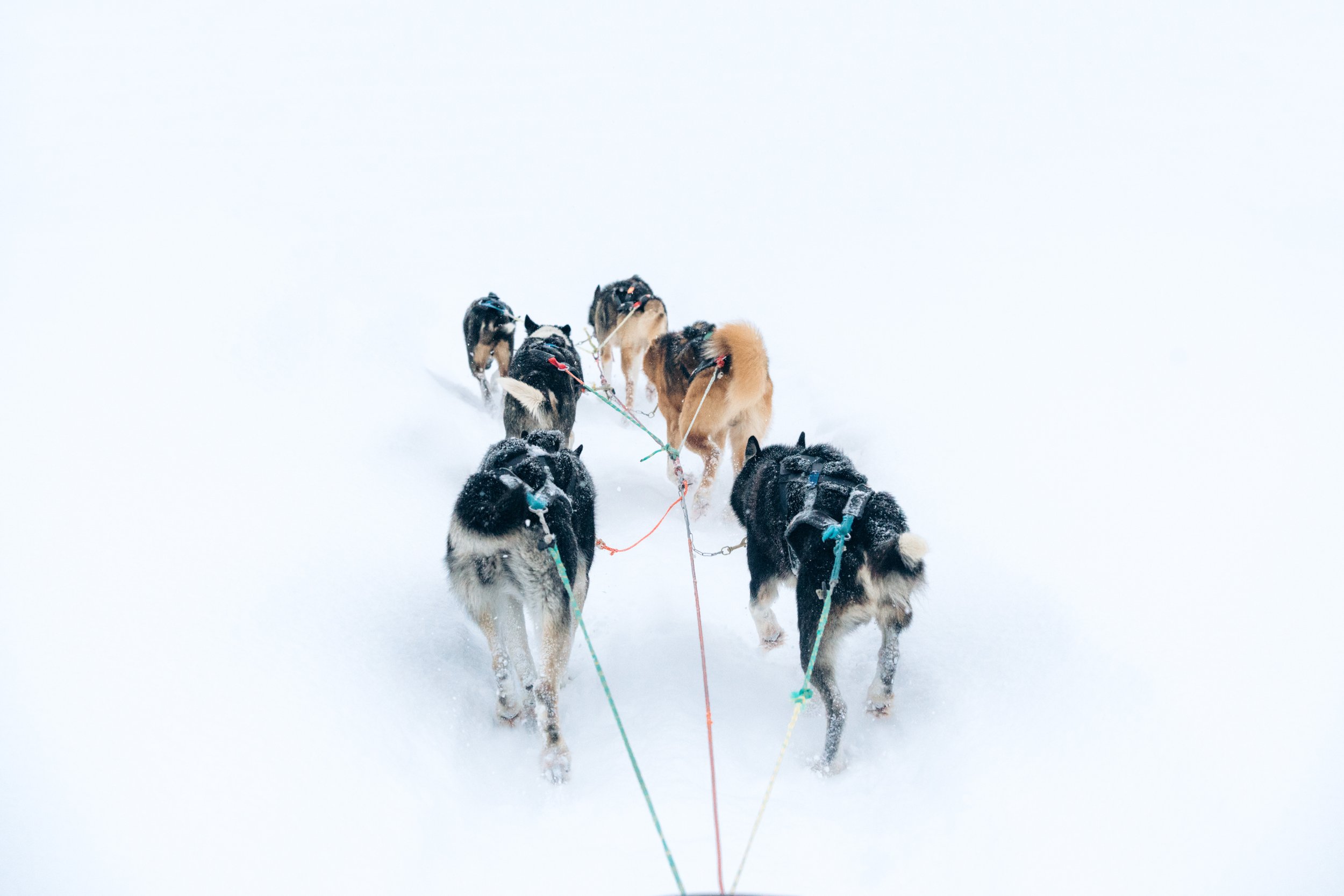 Perros de trineo corriendo en la nieve, atados con correas de colores.