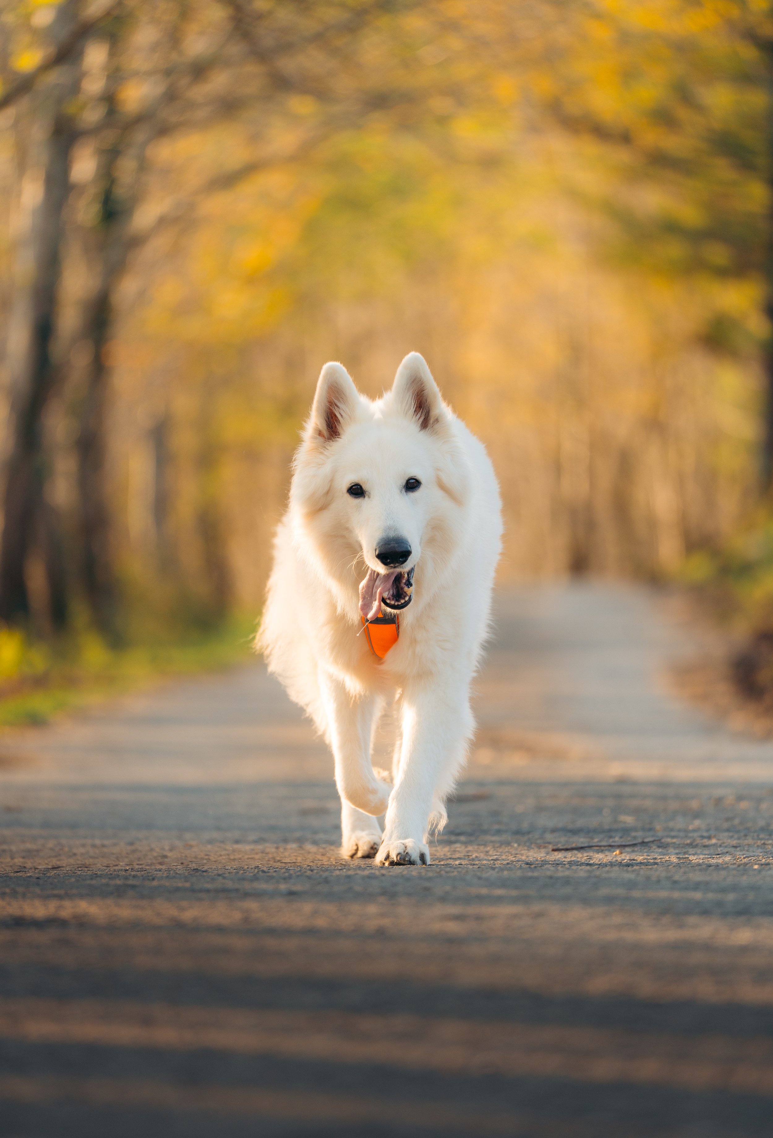 NonStop DogWear6.jpg