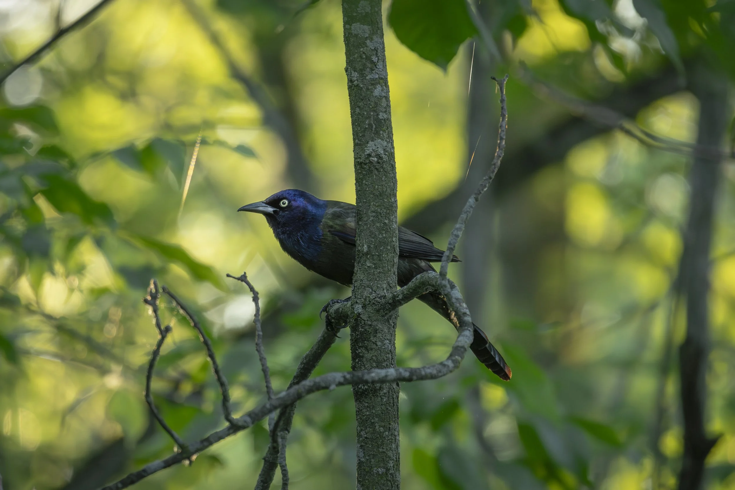 A black bird with iridescent blue head and yellow eyes perched on a tree branch in a lush green forest.