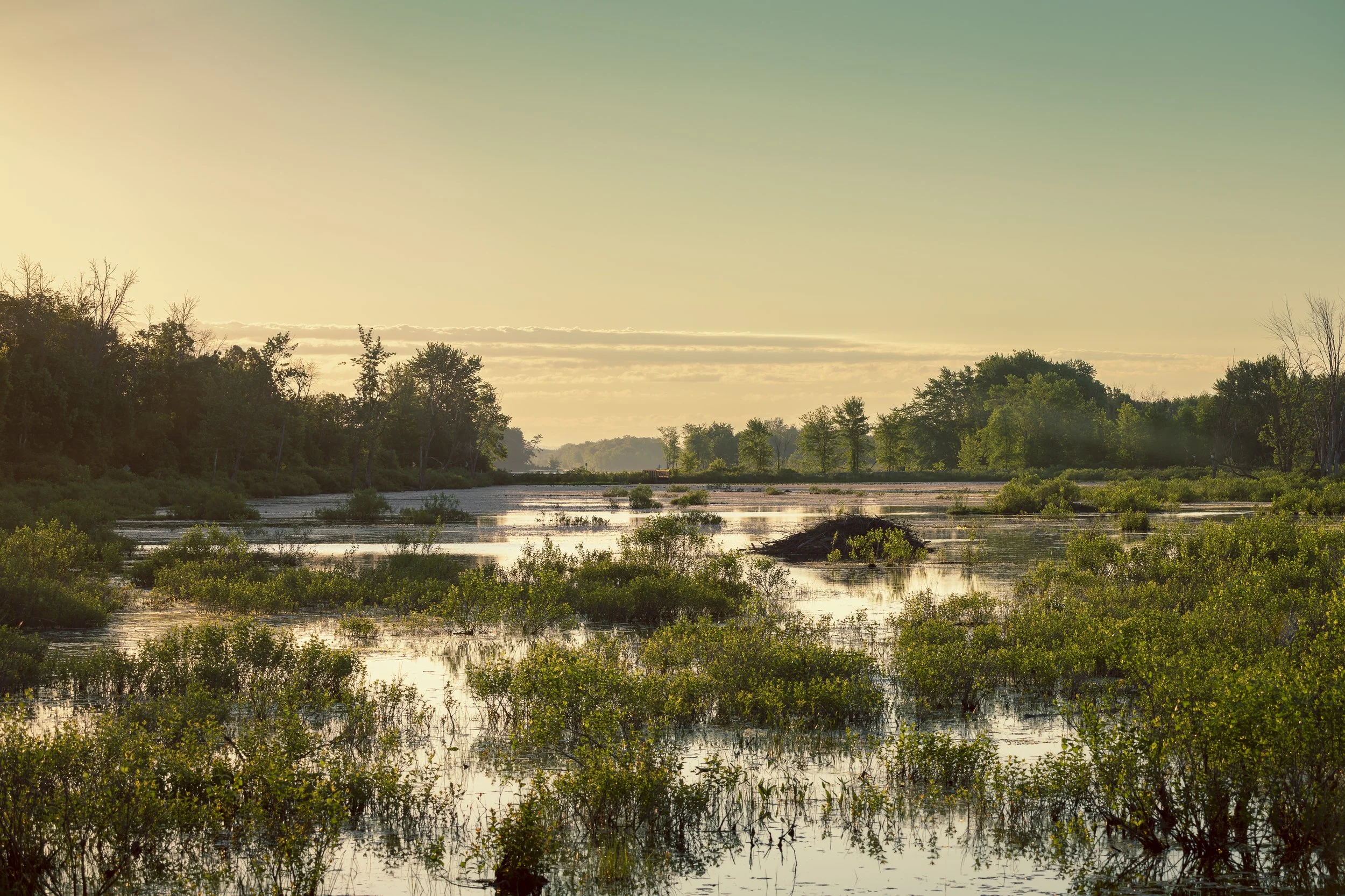 Wetlands