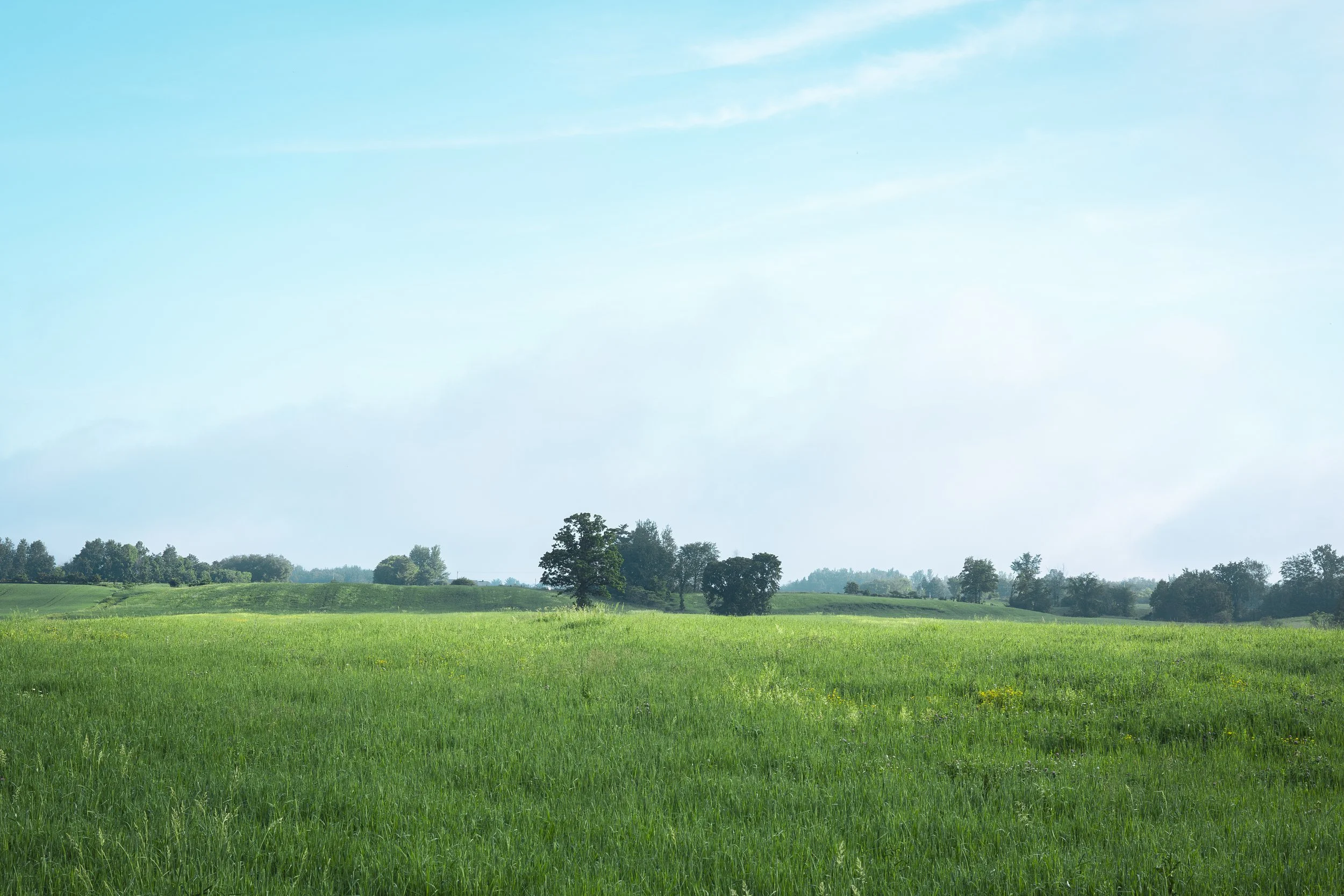 Green Field 02 (1 of 1).jpg