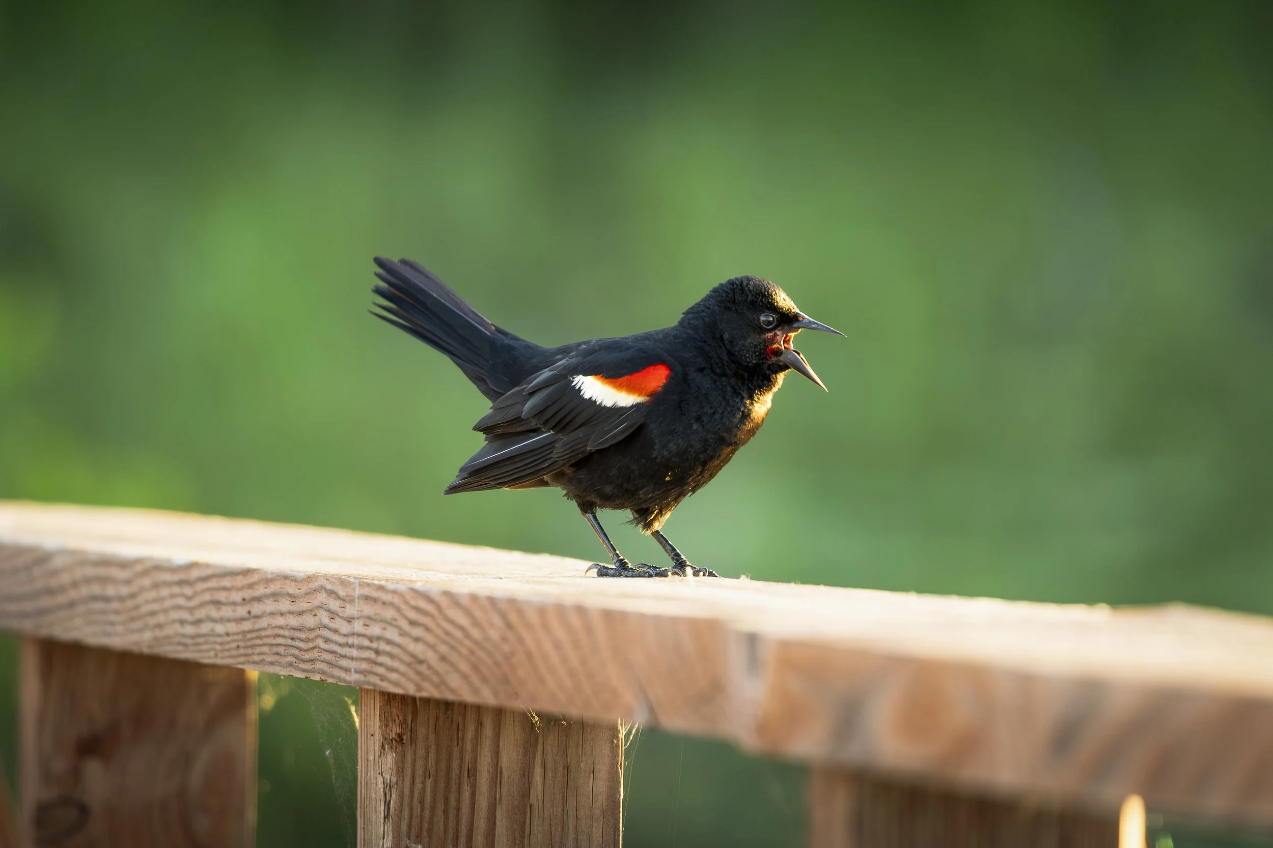 Black bird with red and white markings on its wings, perched on a wooden surface, with its beak open as if singing or calling, against a blurred green background.
