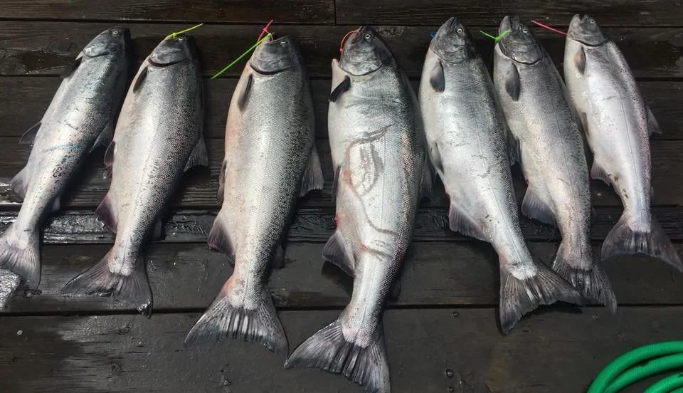 silver chinook salmon caught with fishing charter in Oregon