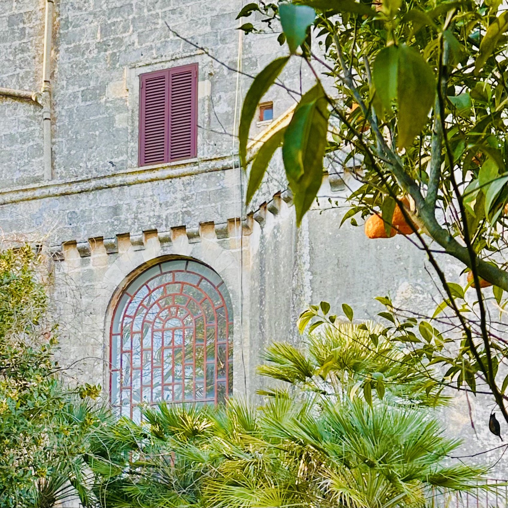 Orange tree with ripe fruit and glossy leaves beside an architectural detail of Palazzo Bacile in Spongano, Puglia, featuring a large arched window with wooden shutters
