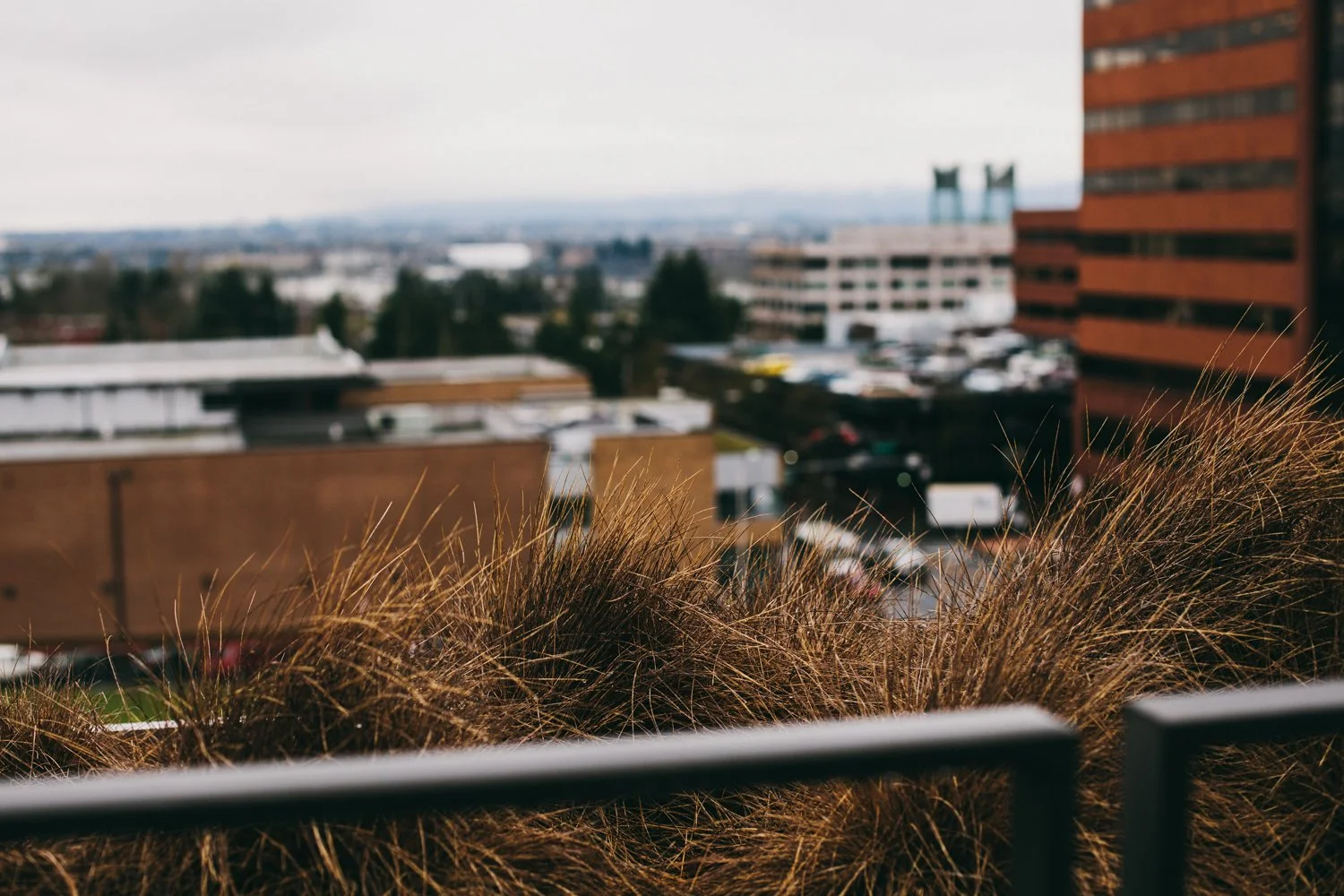 A view of a cityscape seen from a rooftop balcony with brown ornamental grass in the foreground and blurred buildings in the background, including parking lots and large industrial buildings.
