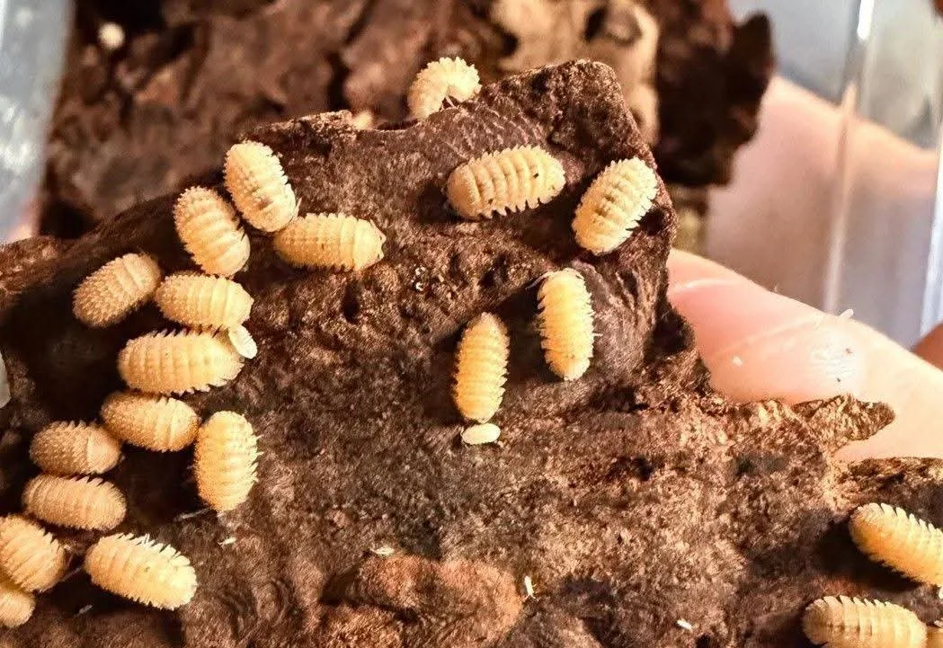 Spiky Pineapple (Cristarmadillidium Muricatum) 10ct