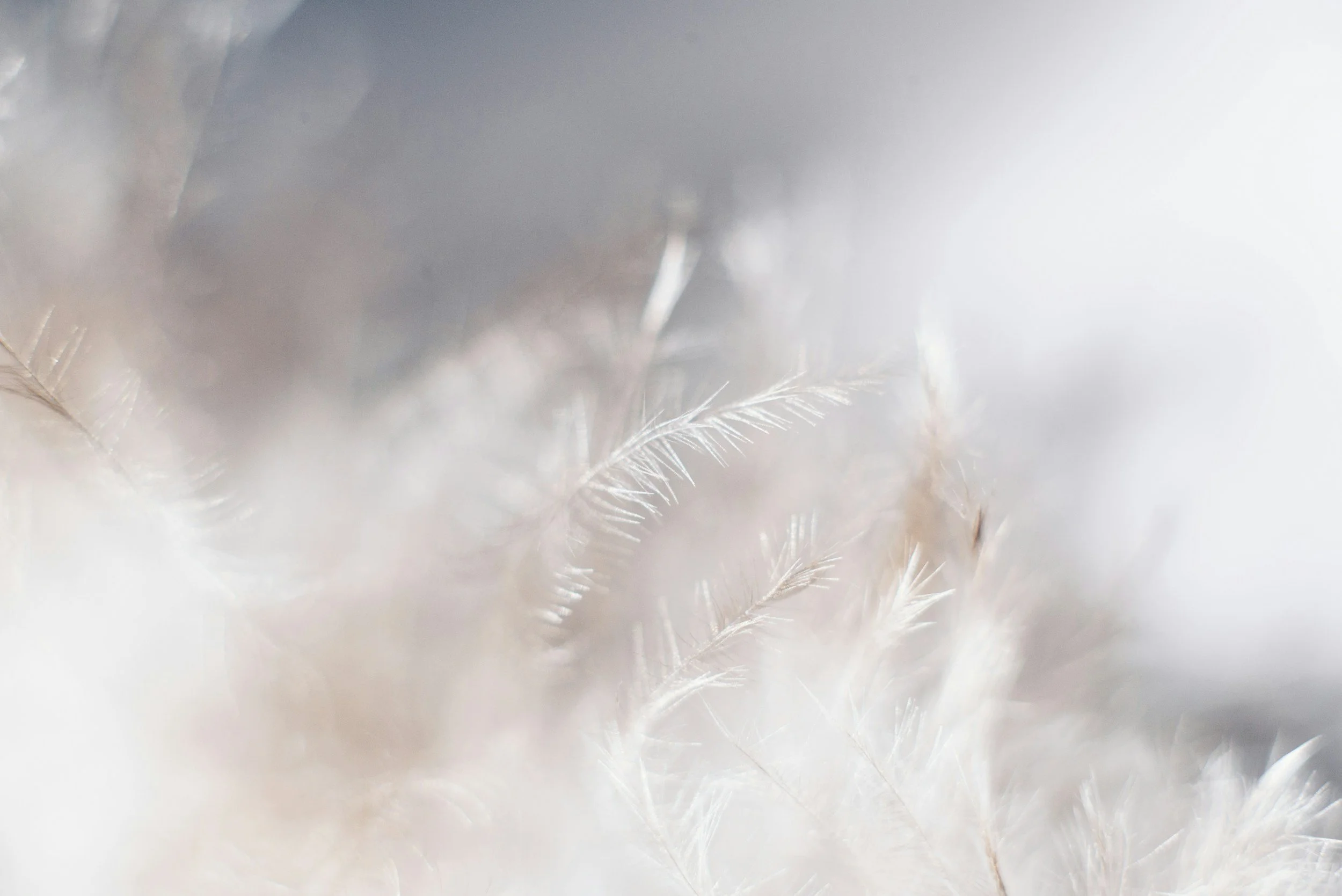 Serene and soft white feathers