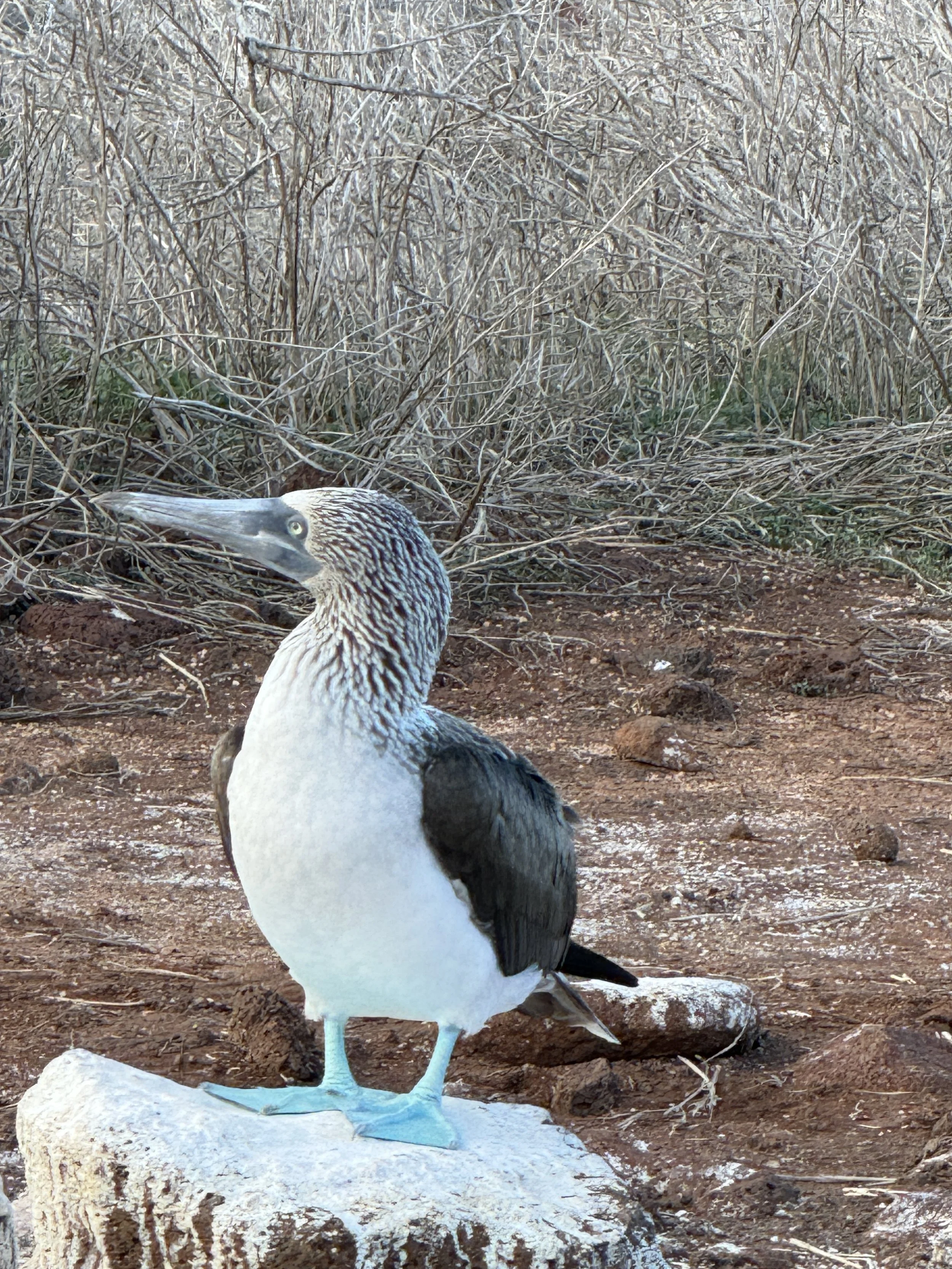 Report from the Galápagos