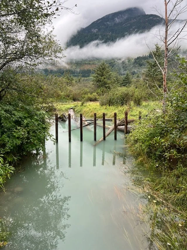 A river or creek with wooden posts and fallen logs, surrounded by lush green trees and bushes, with a mountain and mist in the background.