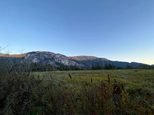 A landscape of grassy fields with some shrubs and small plants in the foreground, and a mountain range in the background under a clear blue sky.