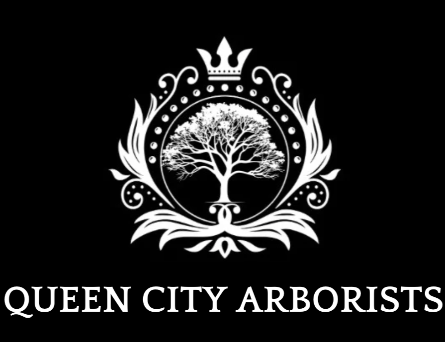 Logo featuring a crown, decorative flourishes, and a central tree, with the text "Queen City Arborists" beneath it. One of Cincinnati Ohio's premier tree service companies.