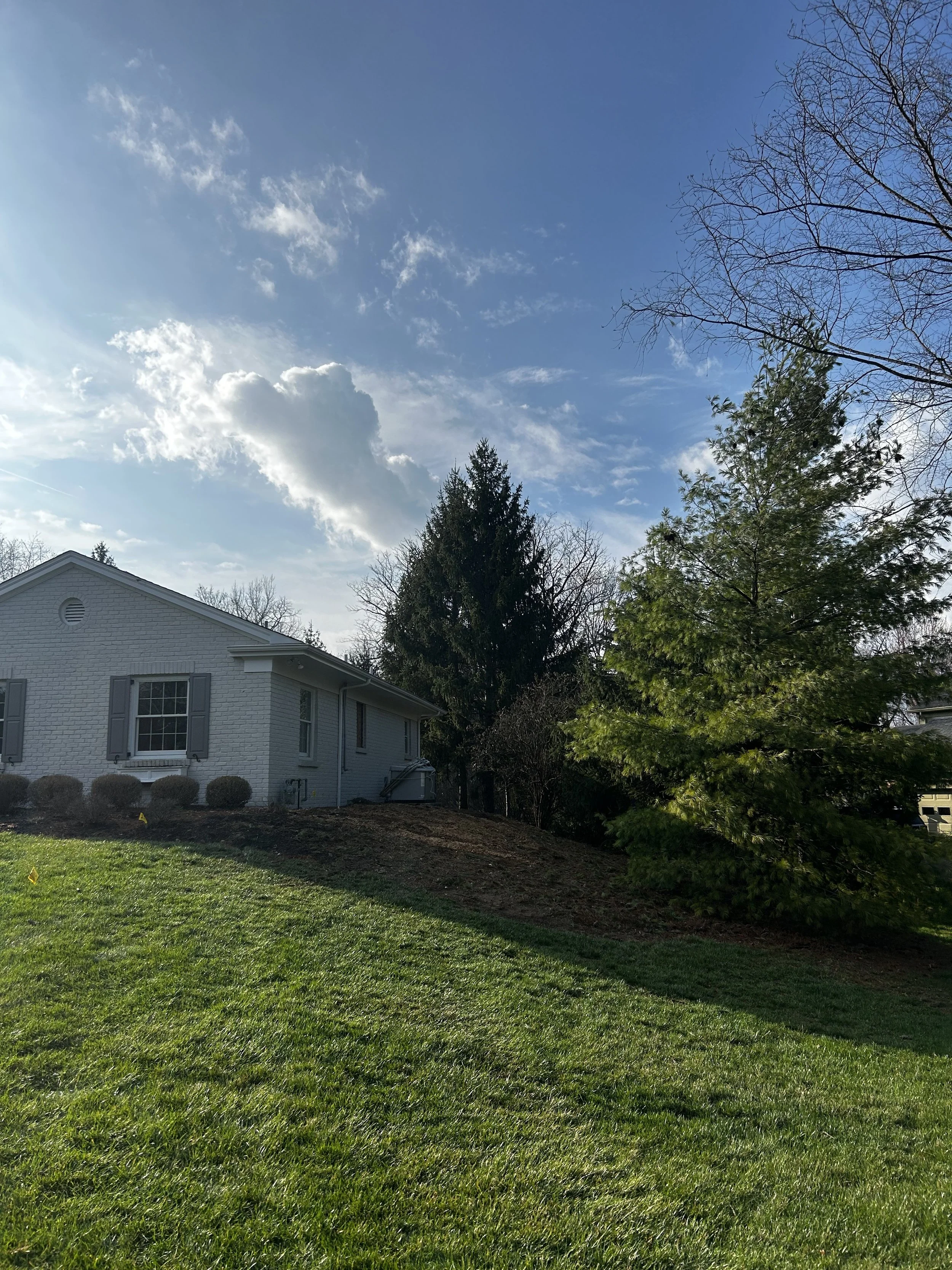 Triple pine tree removal in Indian Hill Ohio for a house expansion