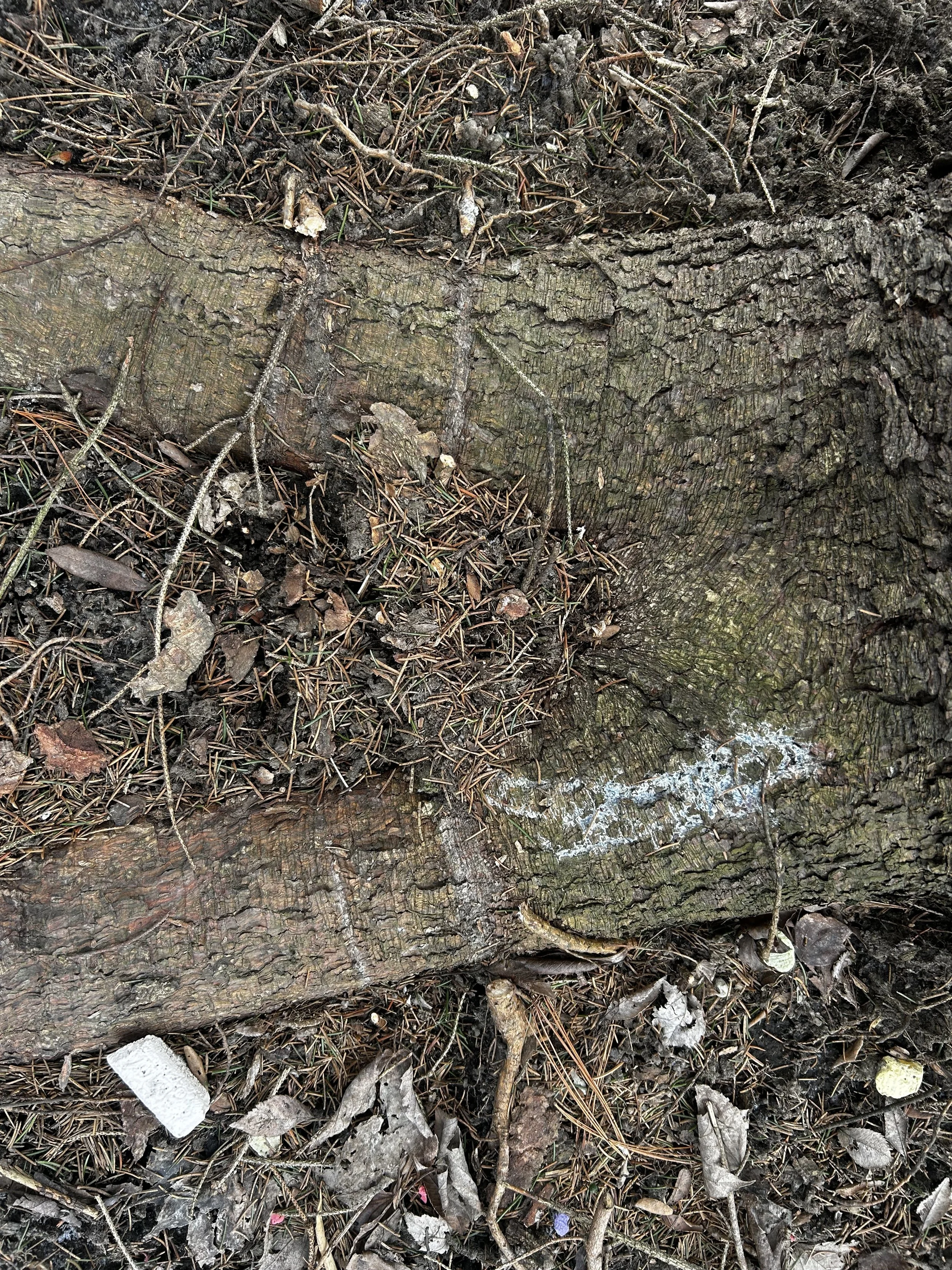 Girdling root found and removed during inspection in Indian Hill, Ohio 