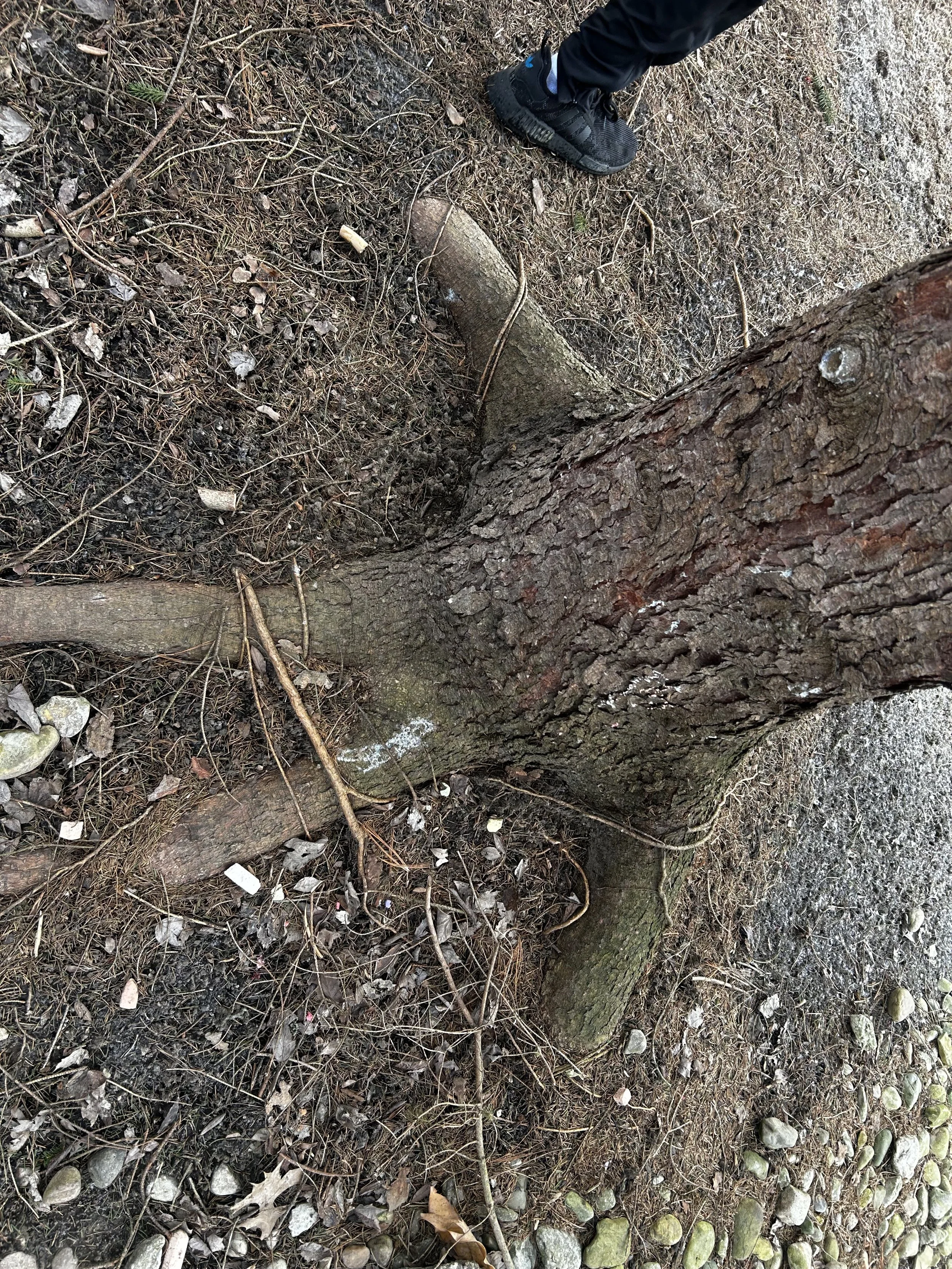 Girdling root found and removed during inspection in Indian Hill, Ohio 