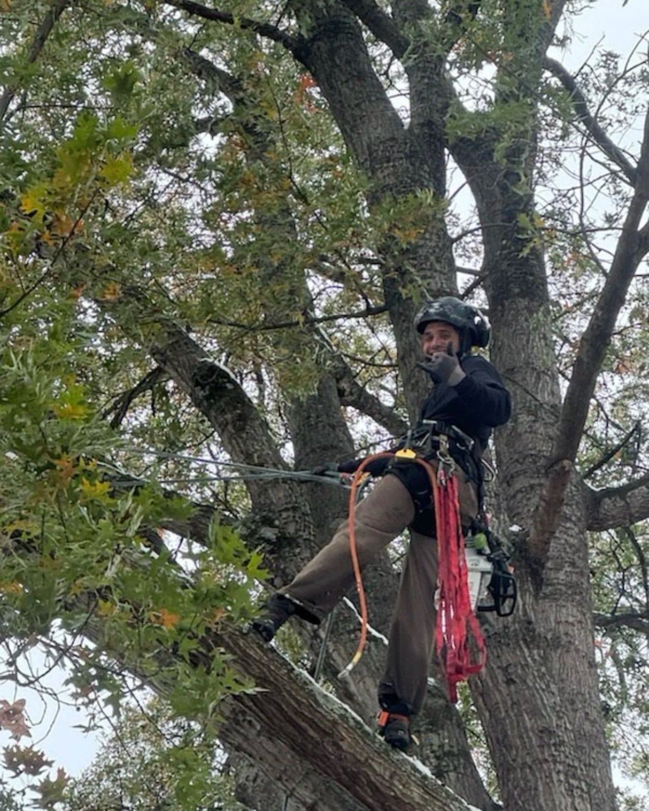 Liam climbing and trimming an oak located in Cincinnati Ohio