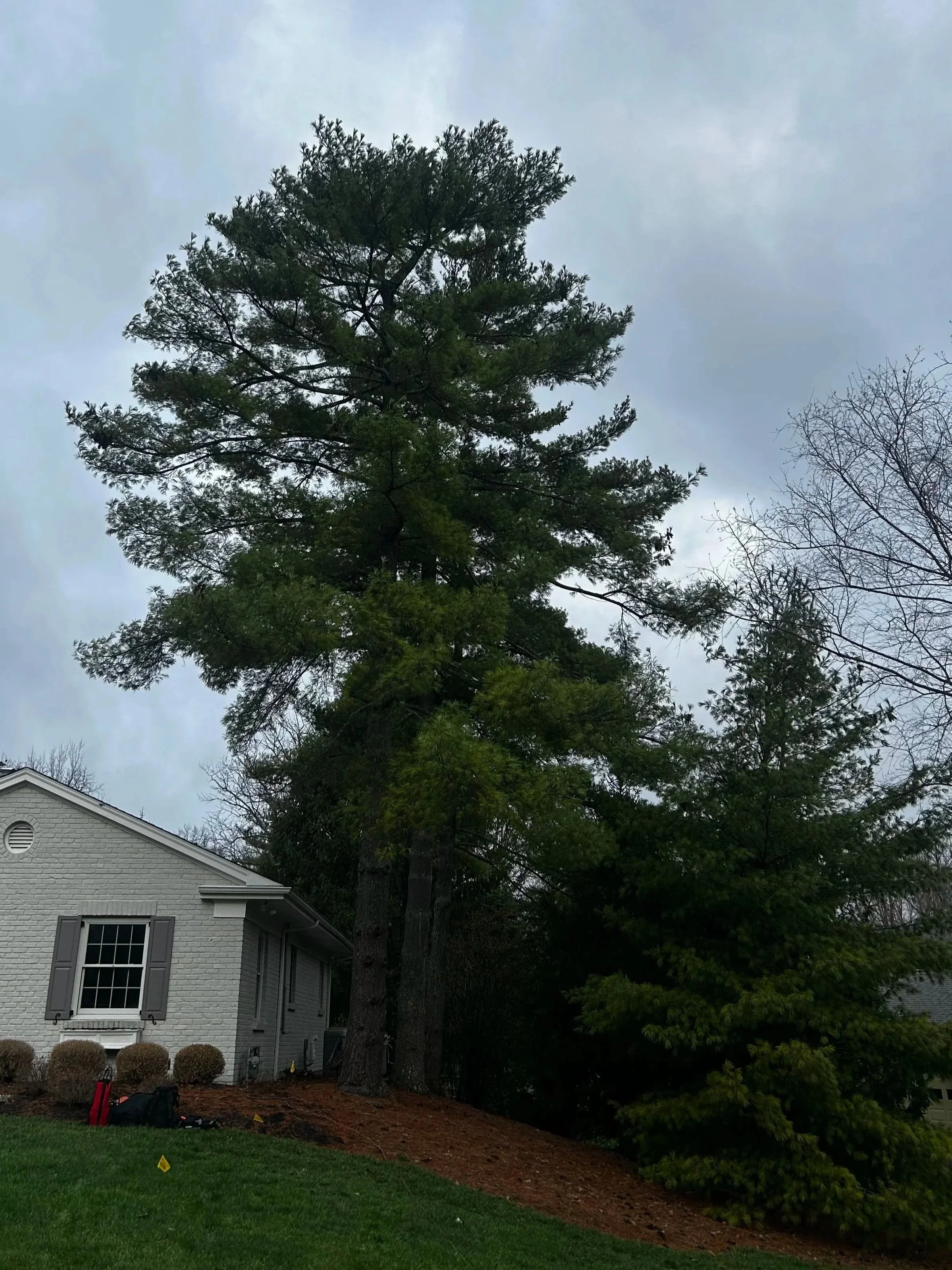 Triple pine tree removal in Indian Hill Ohio for a house expansion
