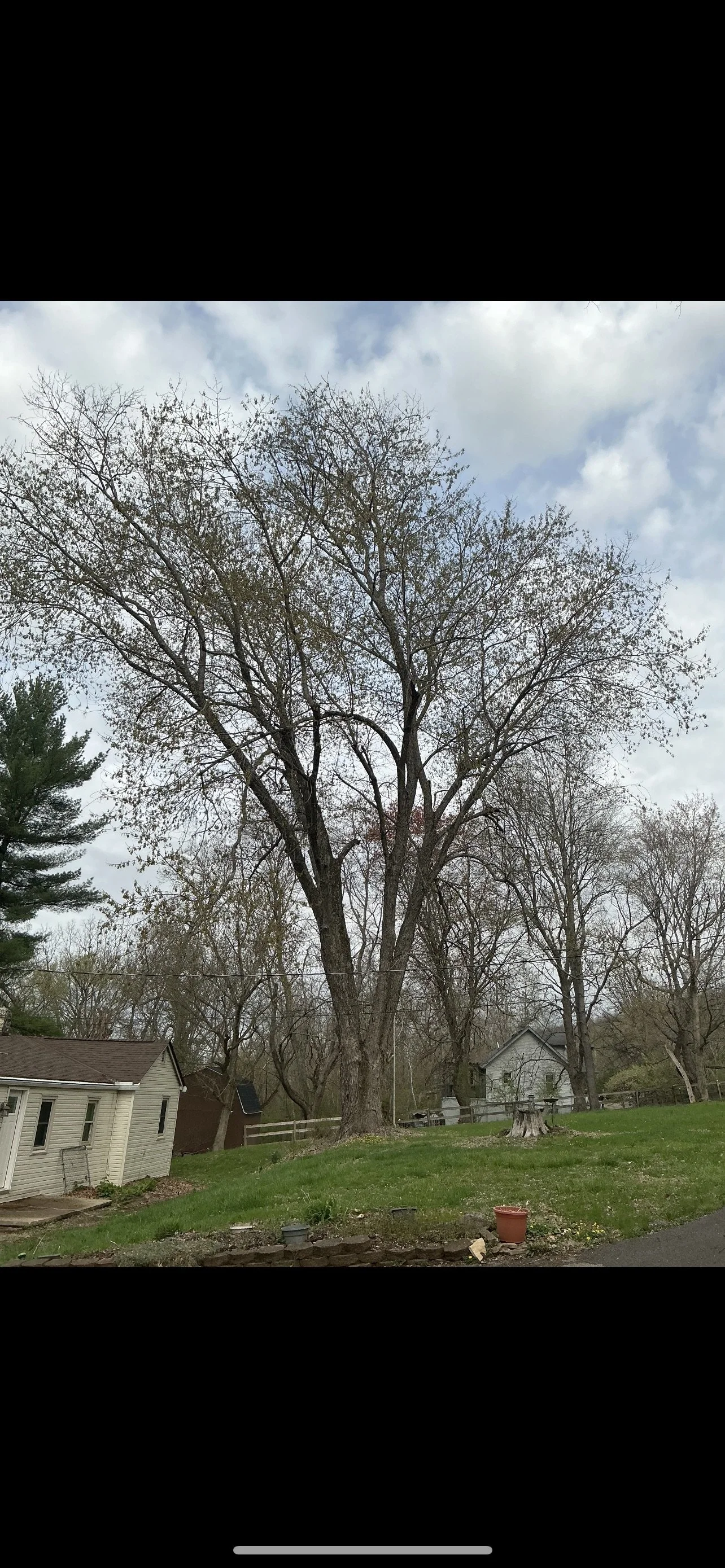 Tree removal in Milford, Ohio