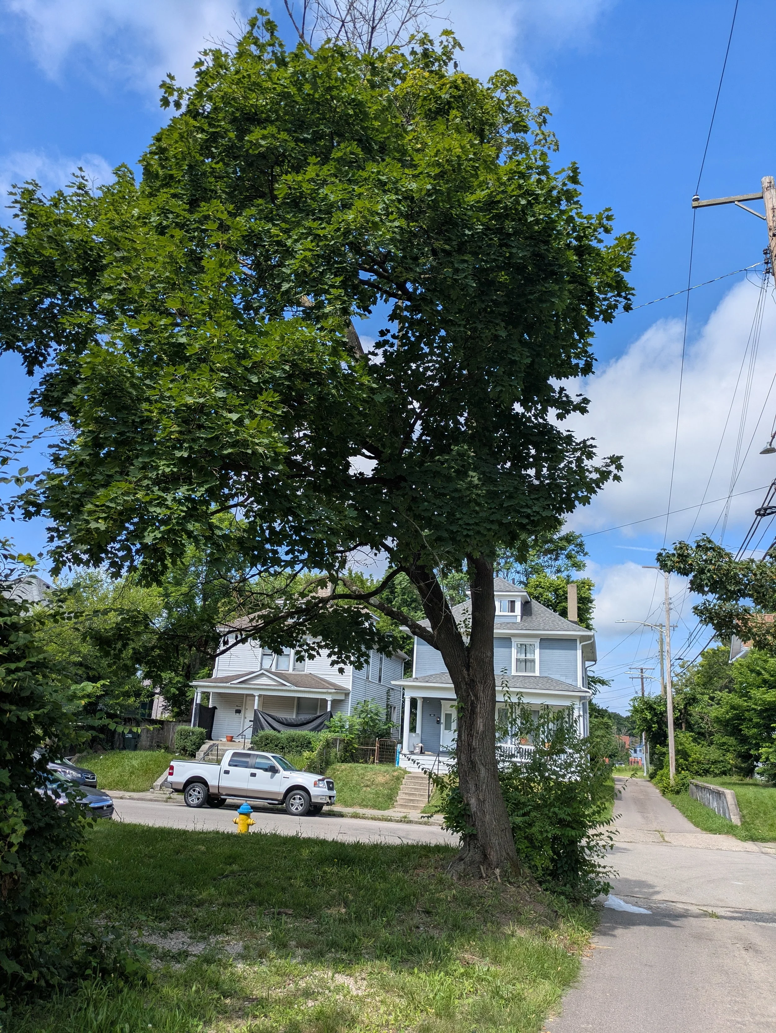 Tree removal for one of our healthcare partners in Cincinnati, Ohio