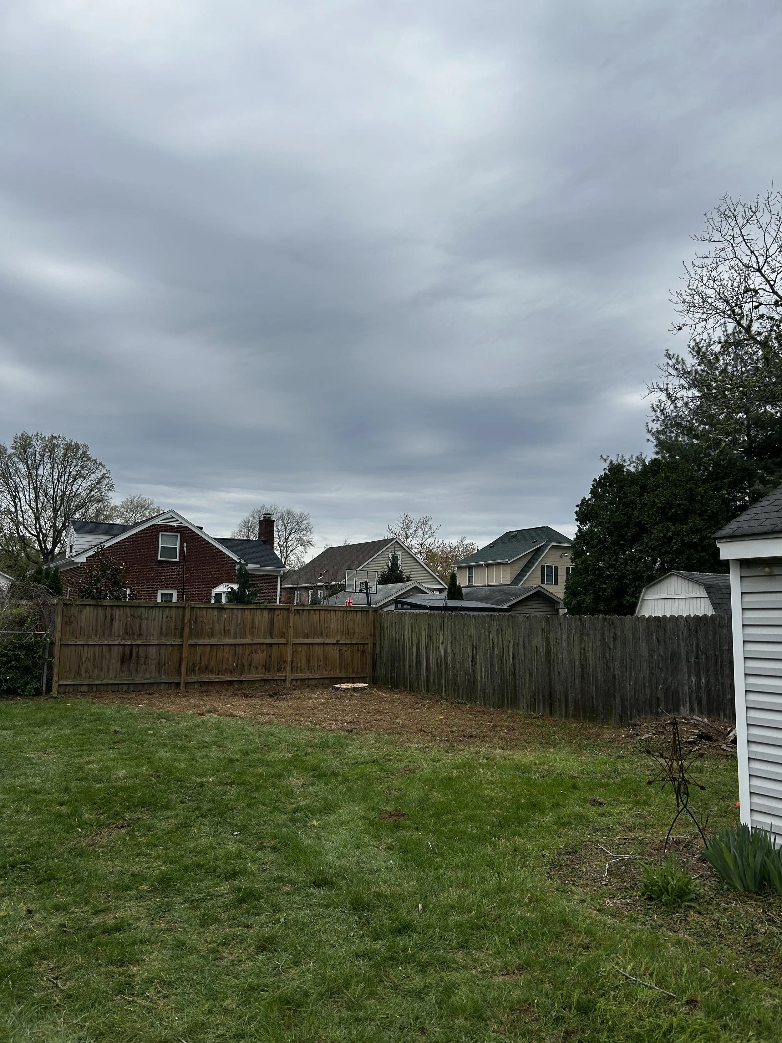 Pine tree removal for shed construction in Newtown, Ohio