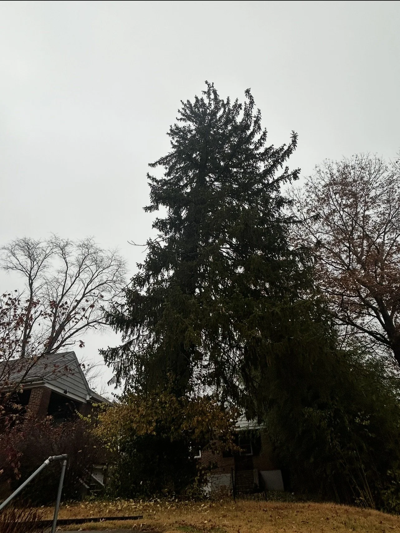 Hazardous tree removal in Cincinnati, Ohio