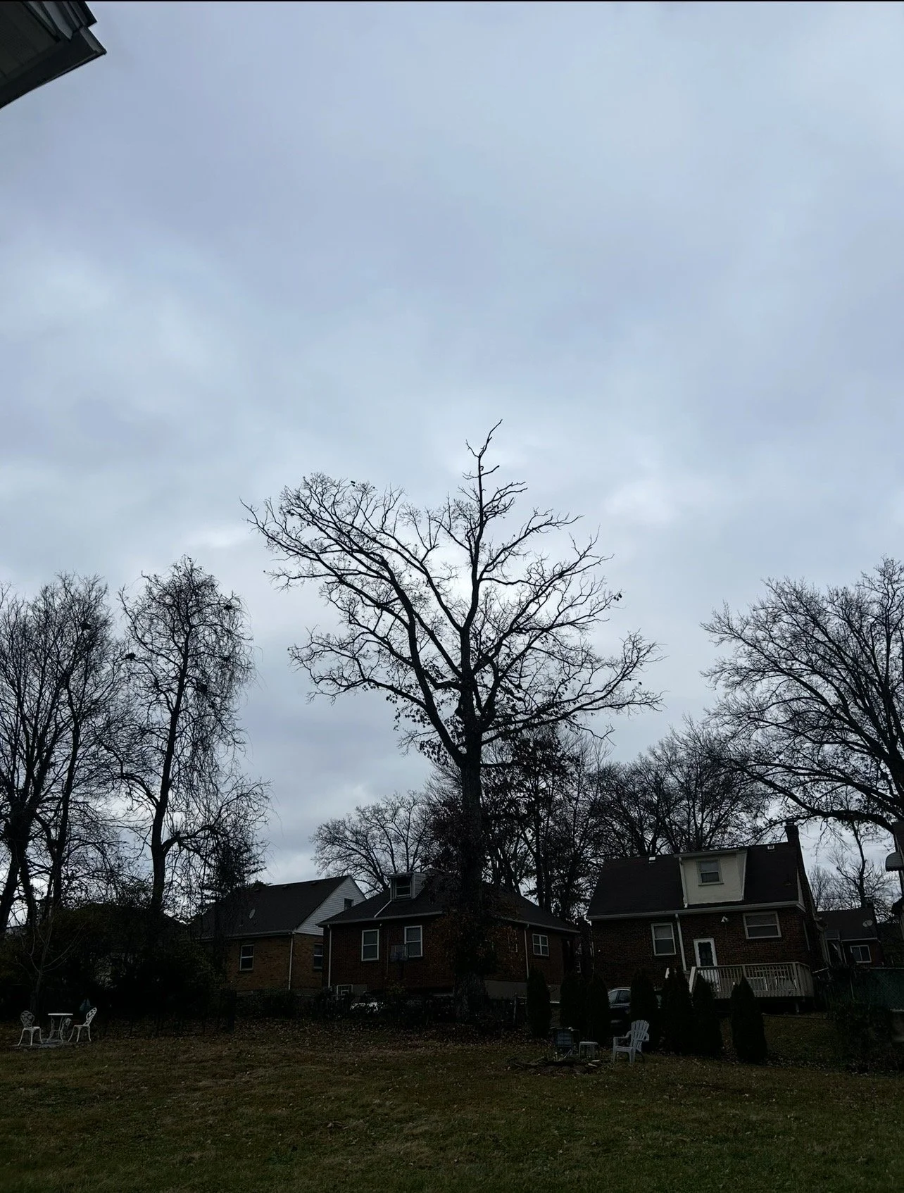 Hazardous tree removal in Cincinnati, Ohio