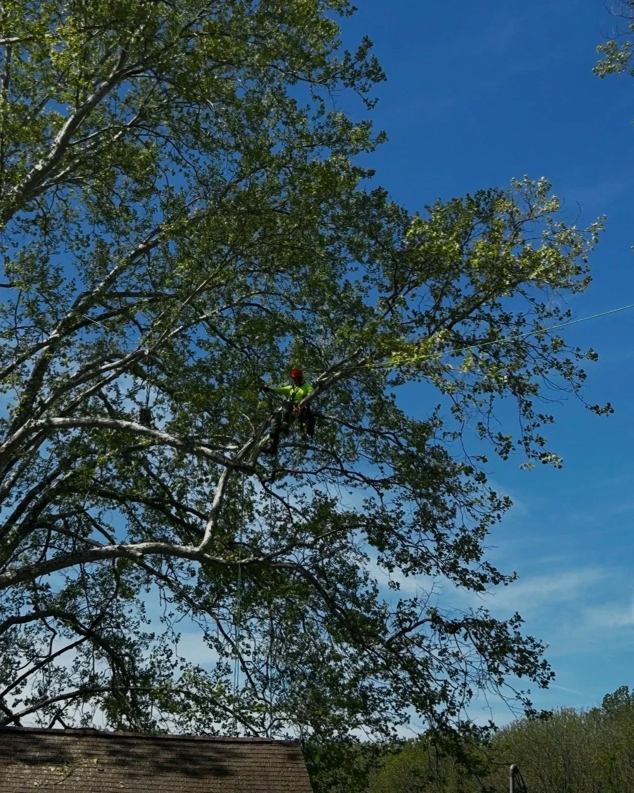 Jarrod performing pruning on a sycamore tree in Cincinnati Ohio