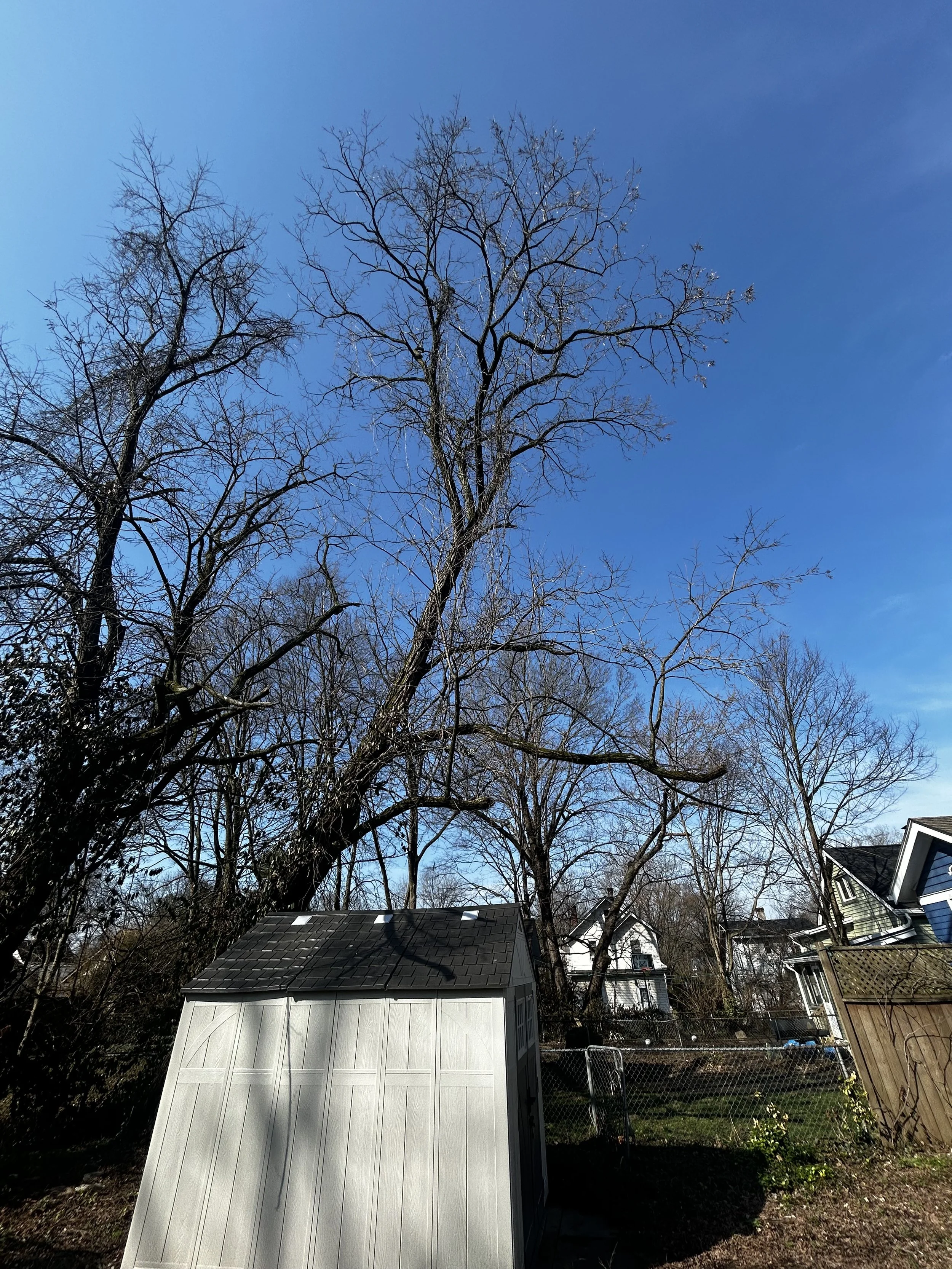Hazardous tree removal in Mariemont, Ohio