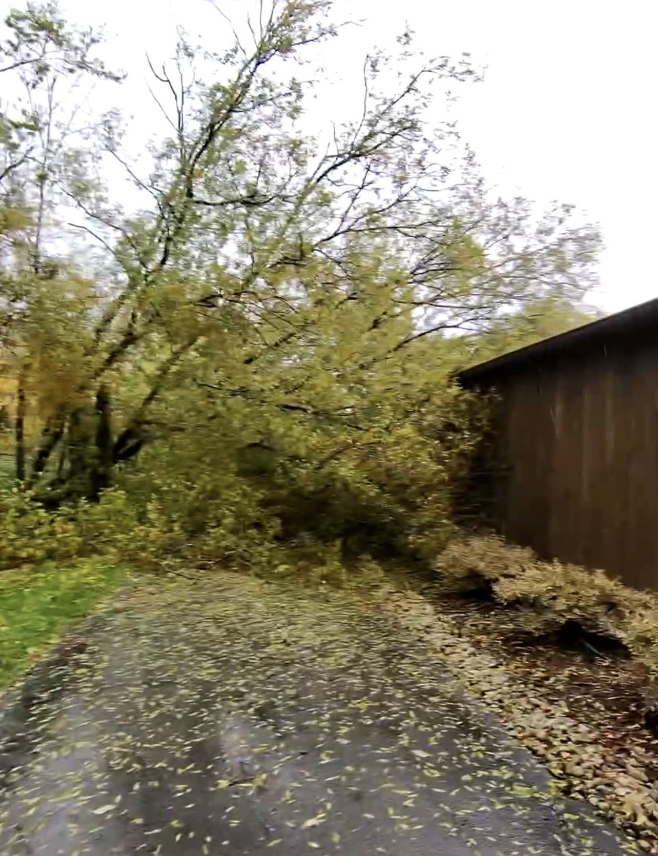 Emergency tree removal job in Indian Hill, Ohio