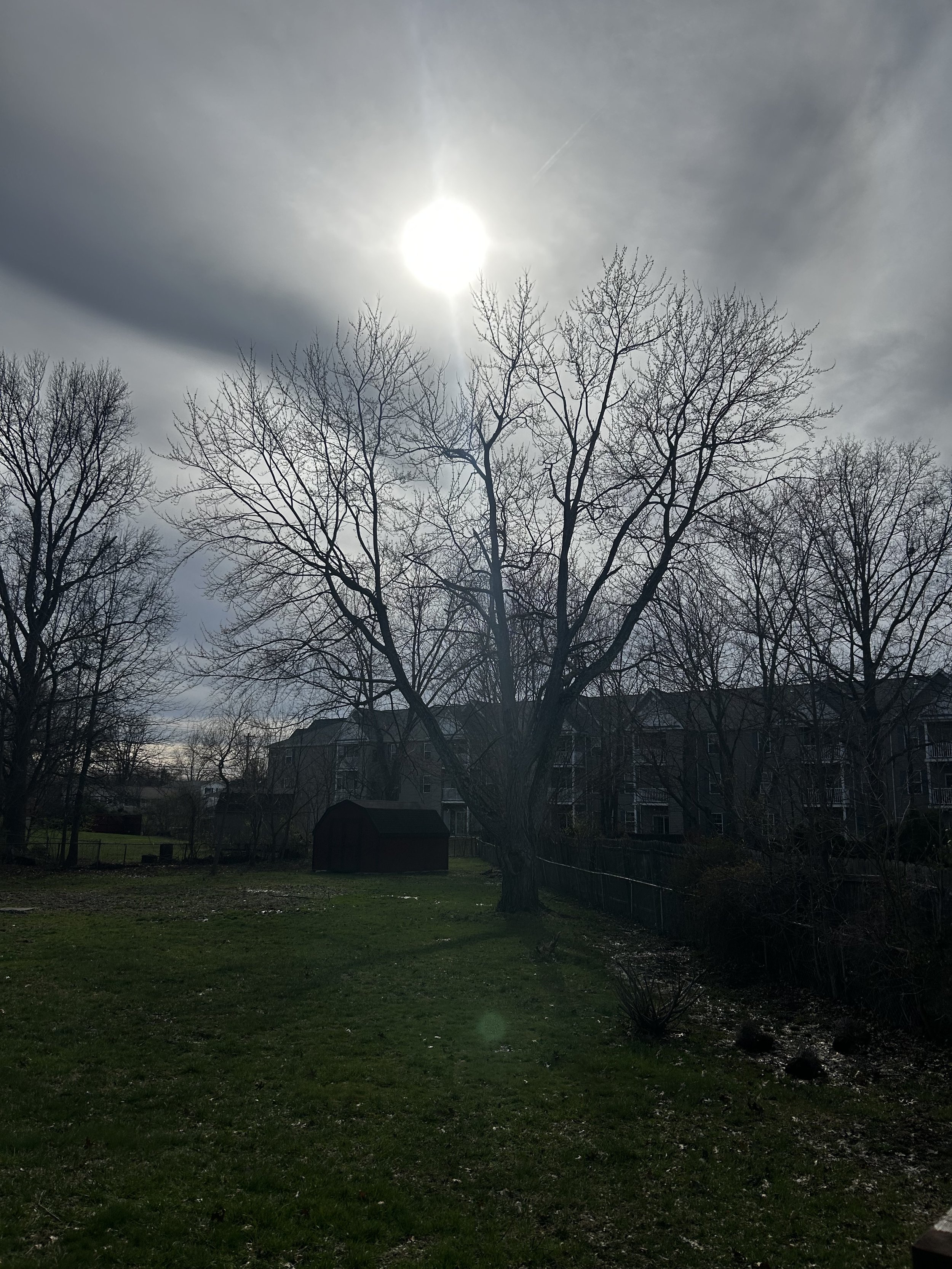 Tree removal in Anderson Township, Ohio