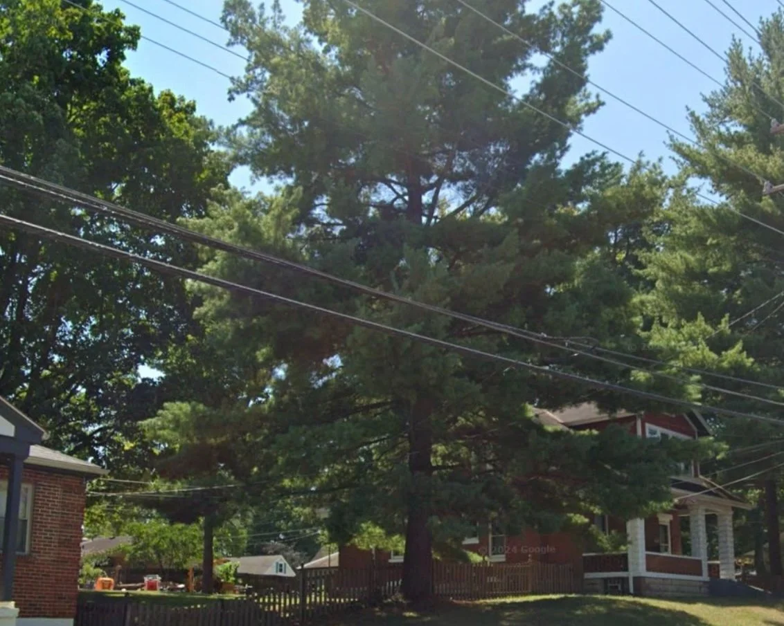 Pine tree removal for future development in Newtown, Ohio