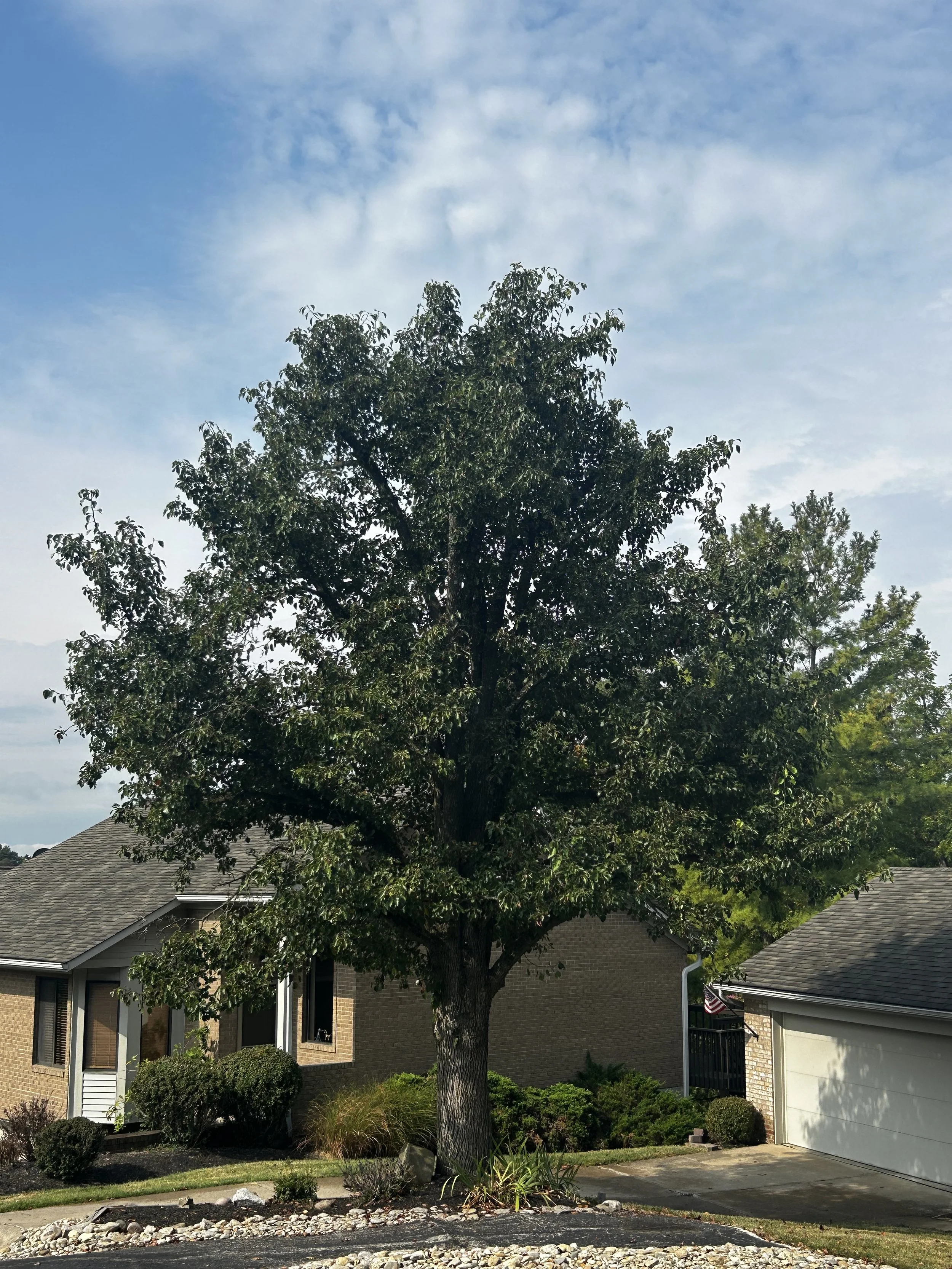 TOPPPED BRADFORD PEAR IN CINCINNATI OHIO