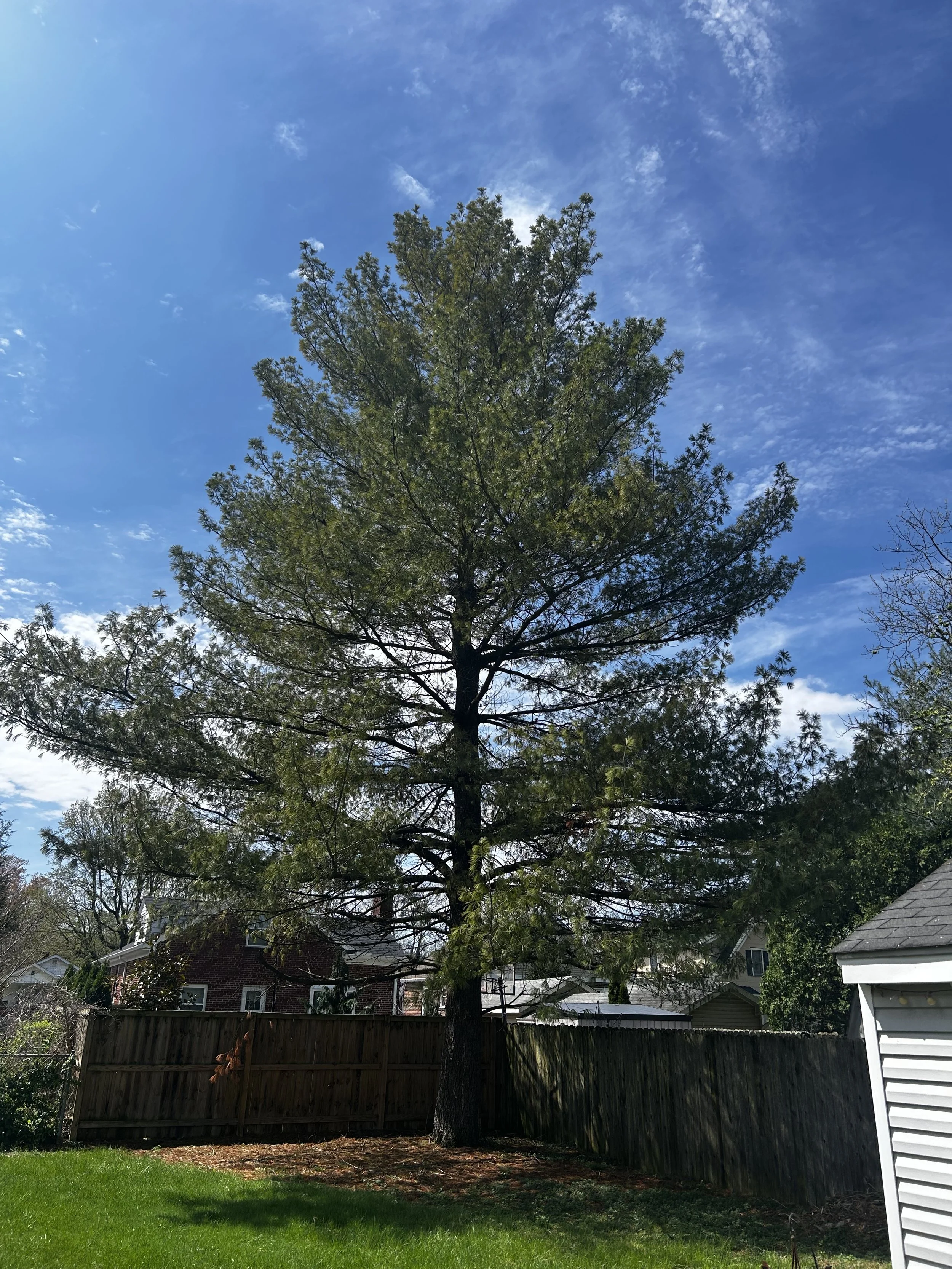 Pine tree removal for shed construction in Newtown, Ohio