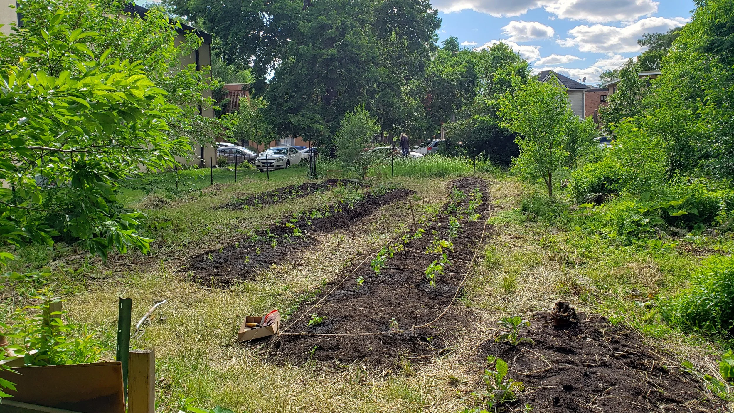 Freshly planted raised mounds at Pillsbury Avenue garden