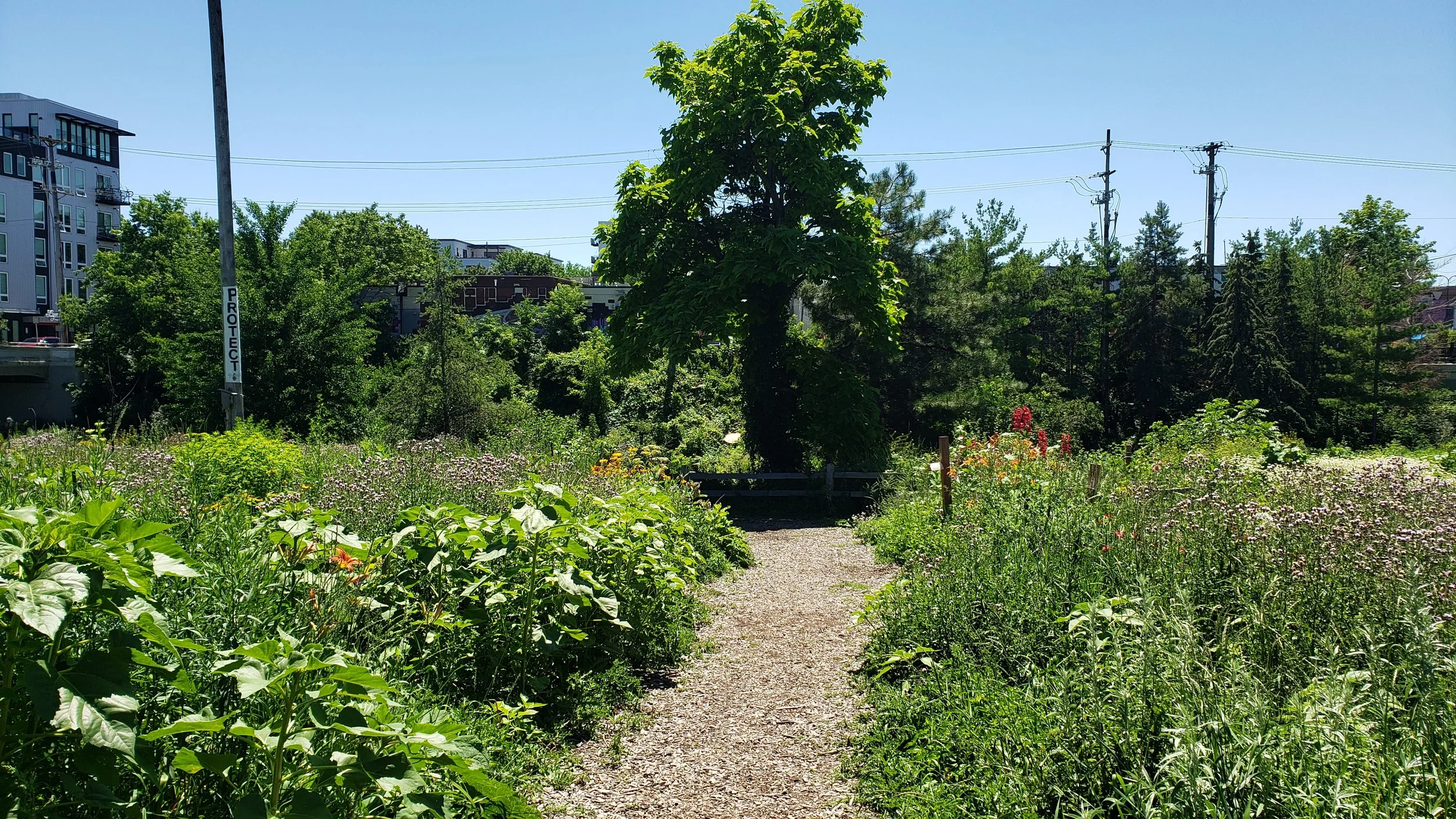 Soo Line Garden's main path in summer, lush with a catalpa tree