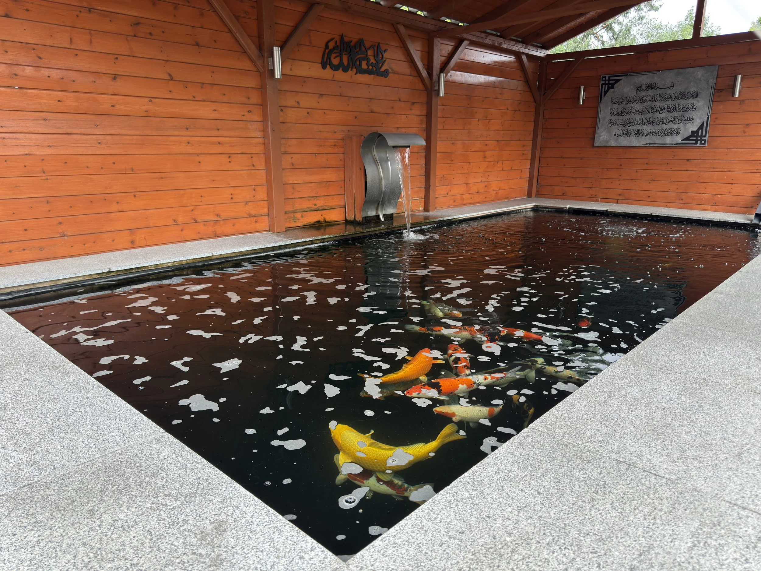 Safe & Seamless: Expert Prize Koi Transport from London to Birmingham