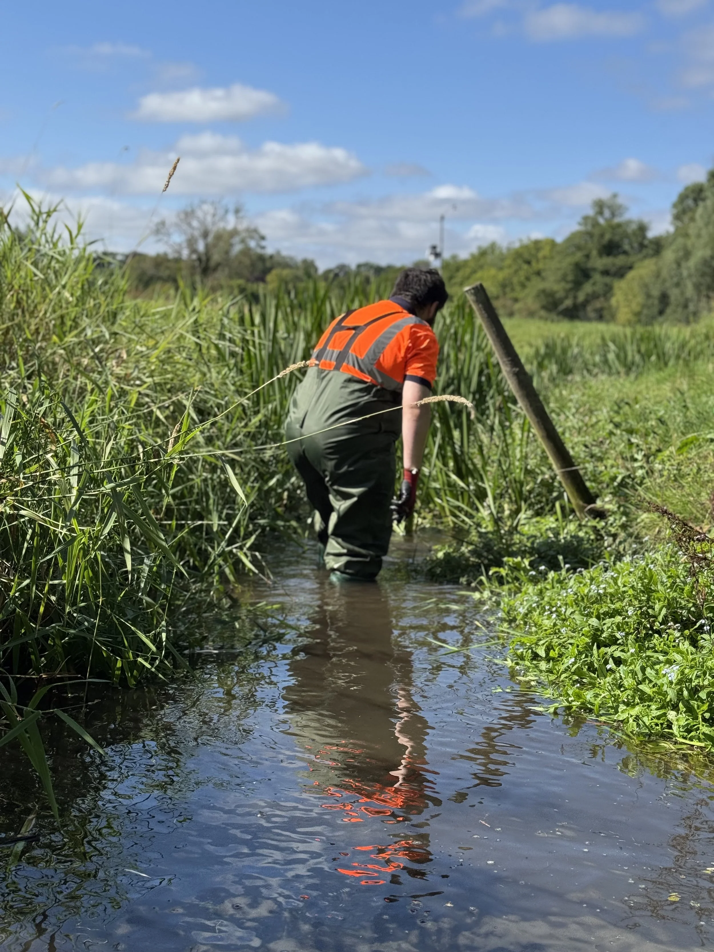 Bur Reed Removal in Dillington, Dereham – A Stream Restored (and Three Happy Labradors )