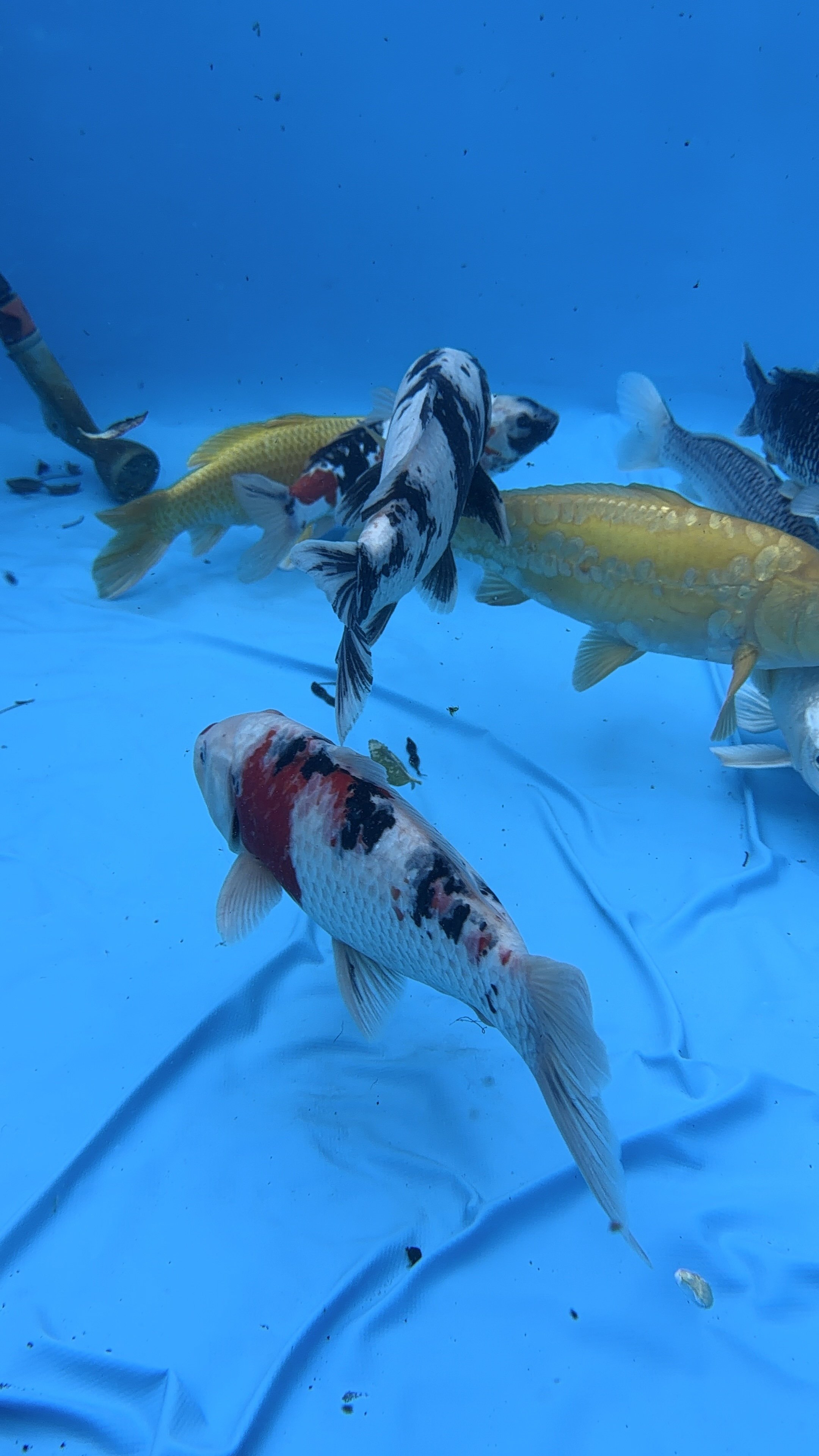 Prized Koi Relocated Safely from Hornchurch to Watton