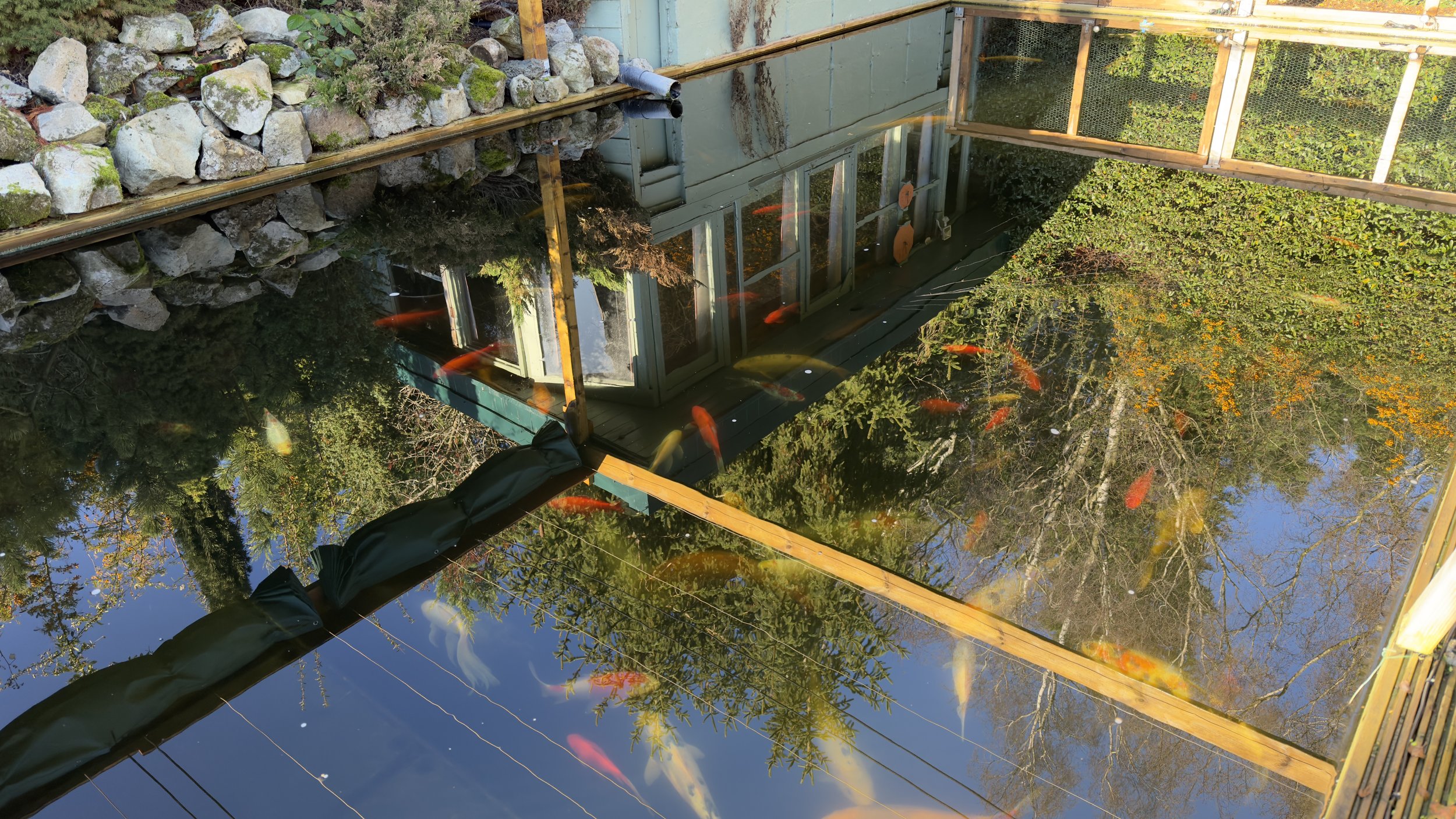 Nexus 320+ Installation in King’s Lynn: Solving Green Water &amp; Foam in a 33,000-Litre Koi Pond