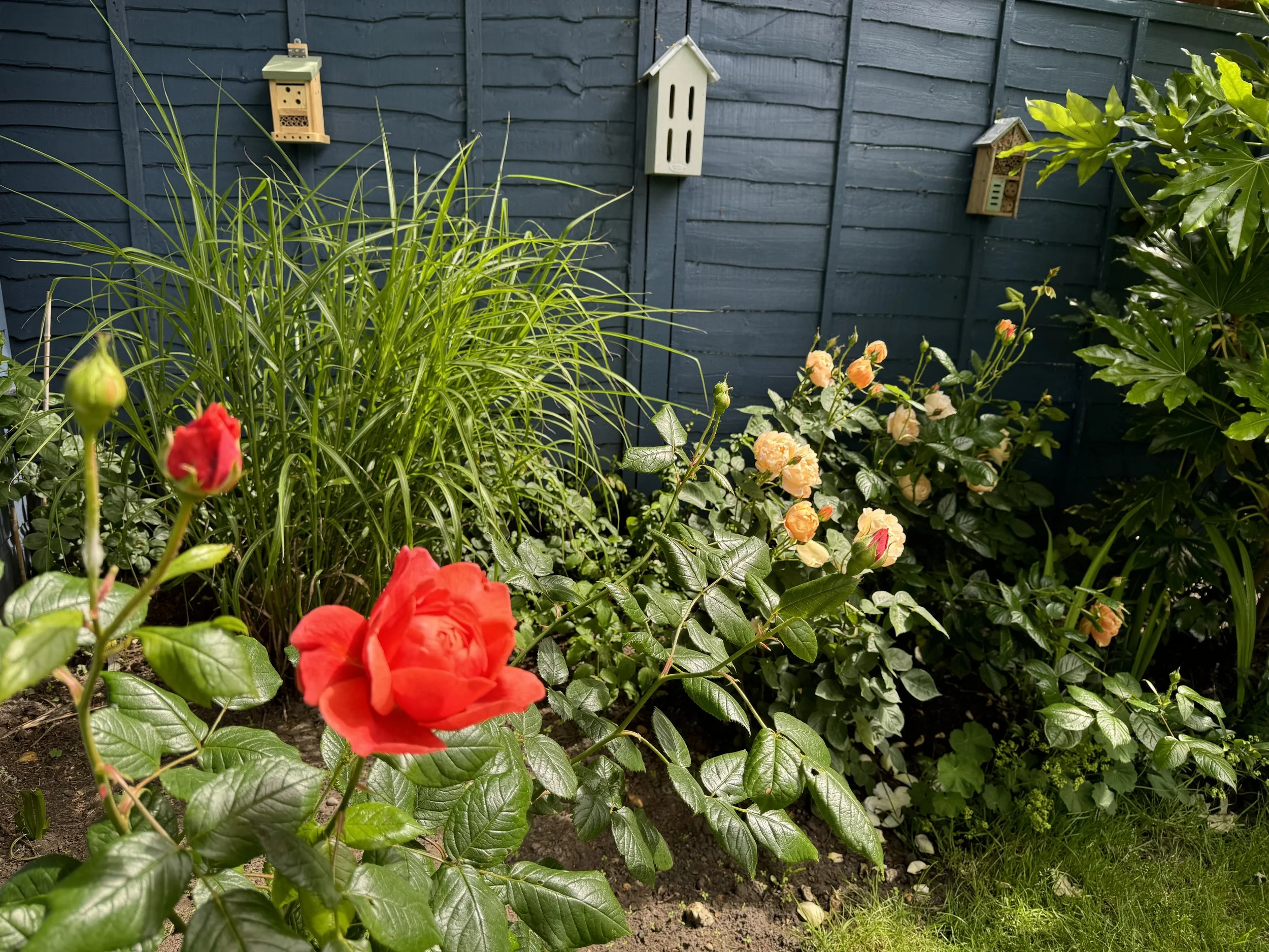 Green Sanctuary Possibilities