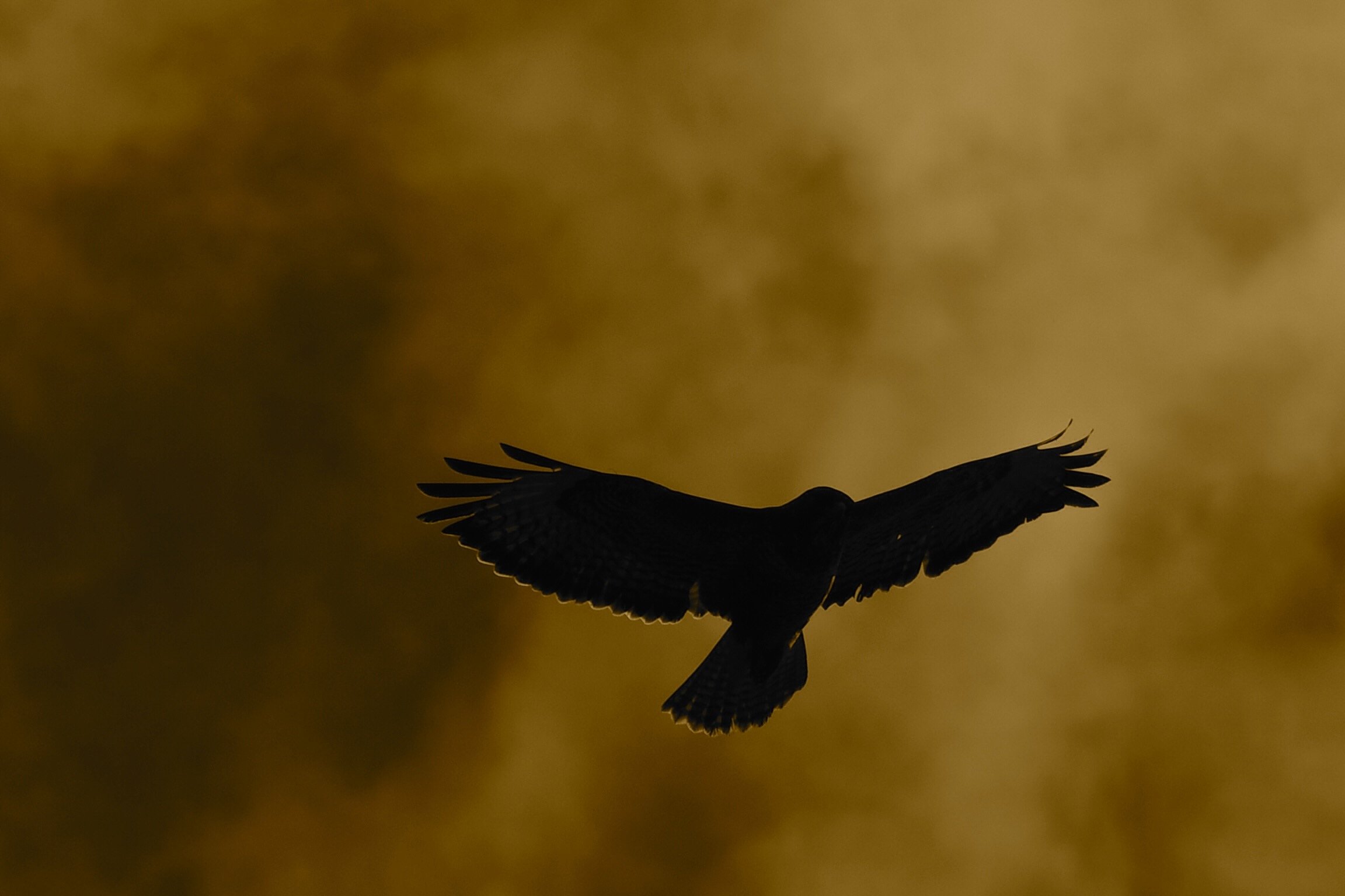 Imagine Yourself Soaring And Singing 