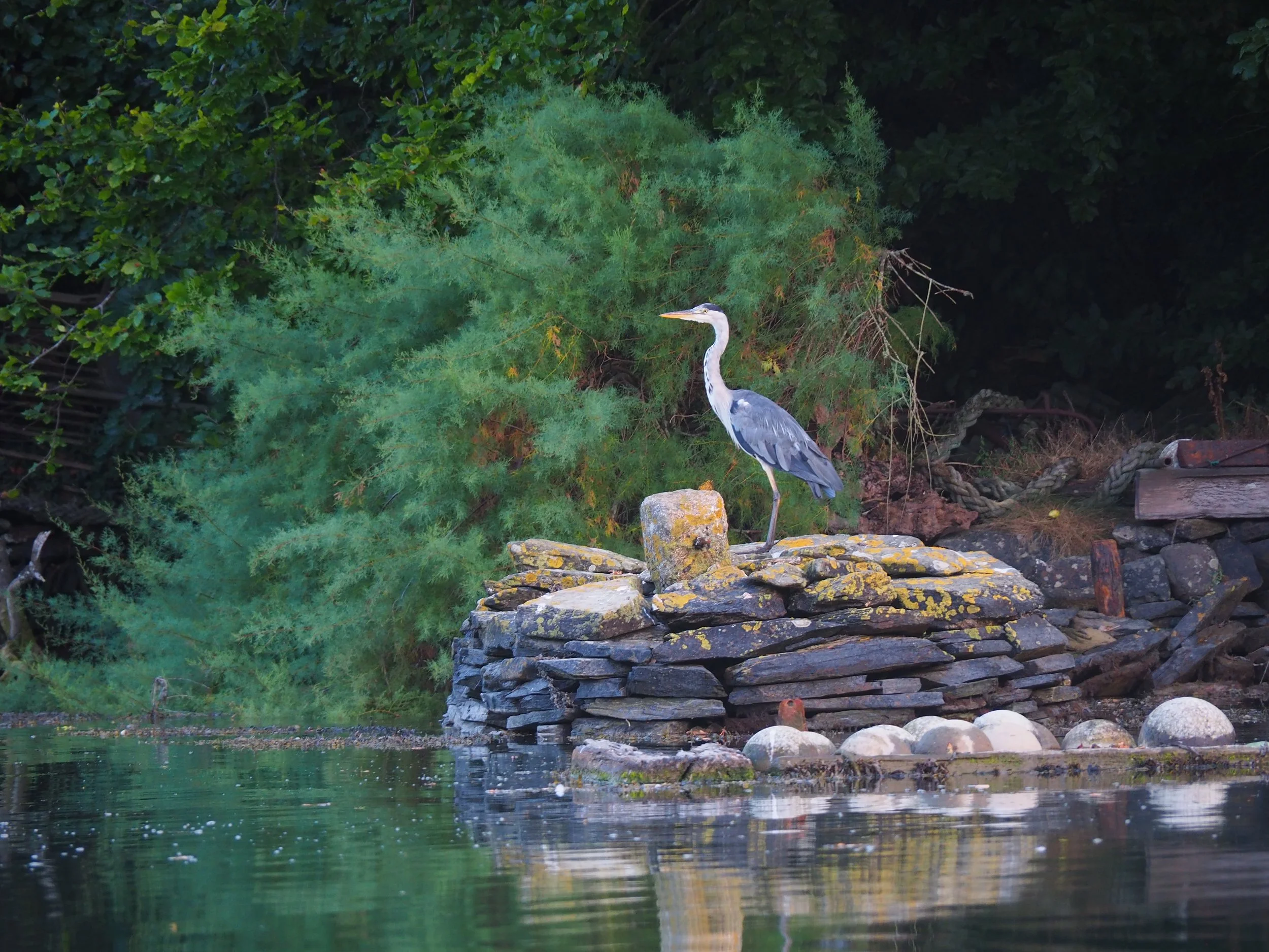 Nature connected coaching for restoration and balance — Glimmer Garden Coaching