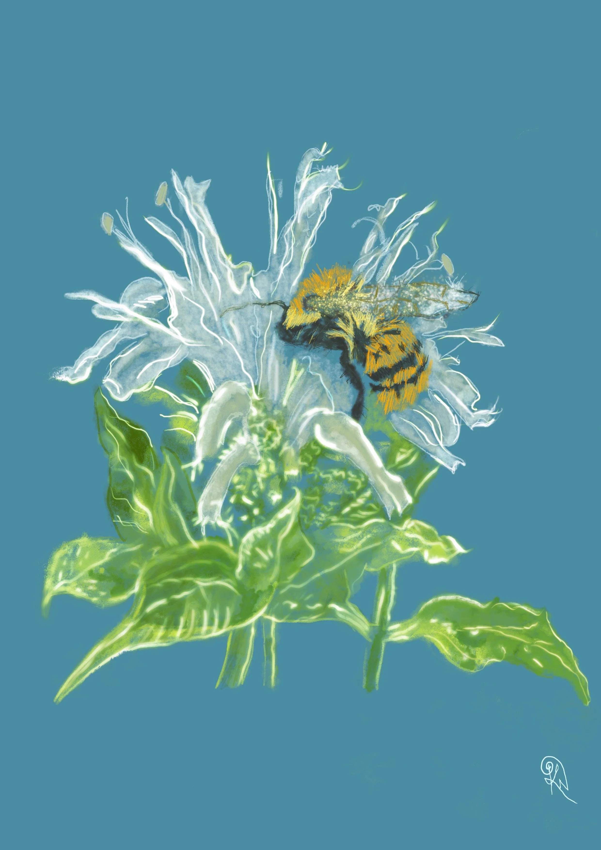 Morning's Gathering — original artwork detail showing the translucent petals of bee balm holding light and pollinators.Morning's Gathering — detail | Original Glimmer Series 2026 | © Kerrie Neale | Light held in botanical prints