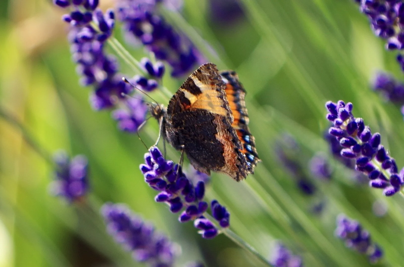 Nature connected coaching for connection and belonging — Glimmer Garden Coaching