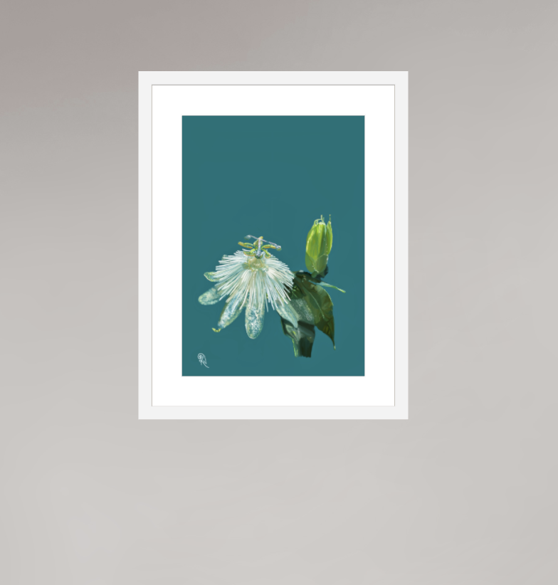 Dawn's Becoming — Original Glimmer Series 2026 | © Kerrie Neale | Light held in botanical prints