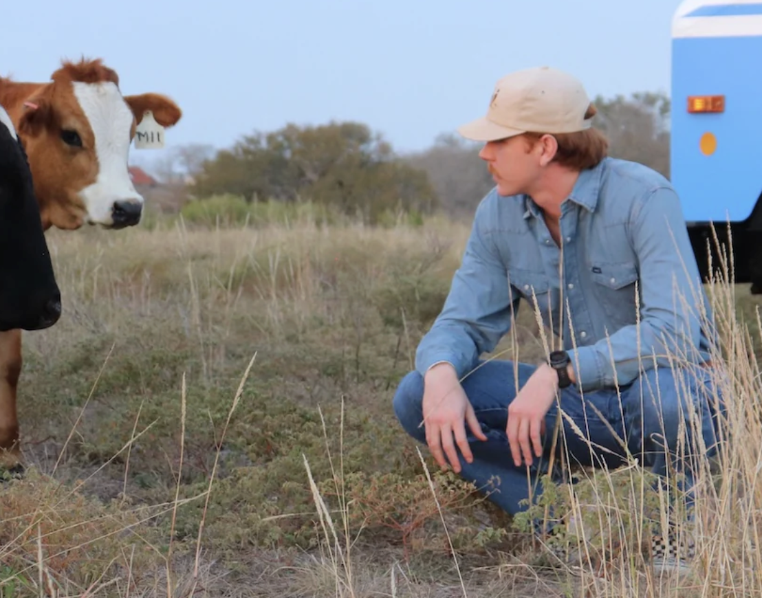 A man wearing a beige cap and blue shirt crouches on grassy terrain, looking at a young brown and white calf with a tag in its ear, with a blue and white trailer in the background.