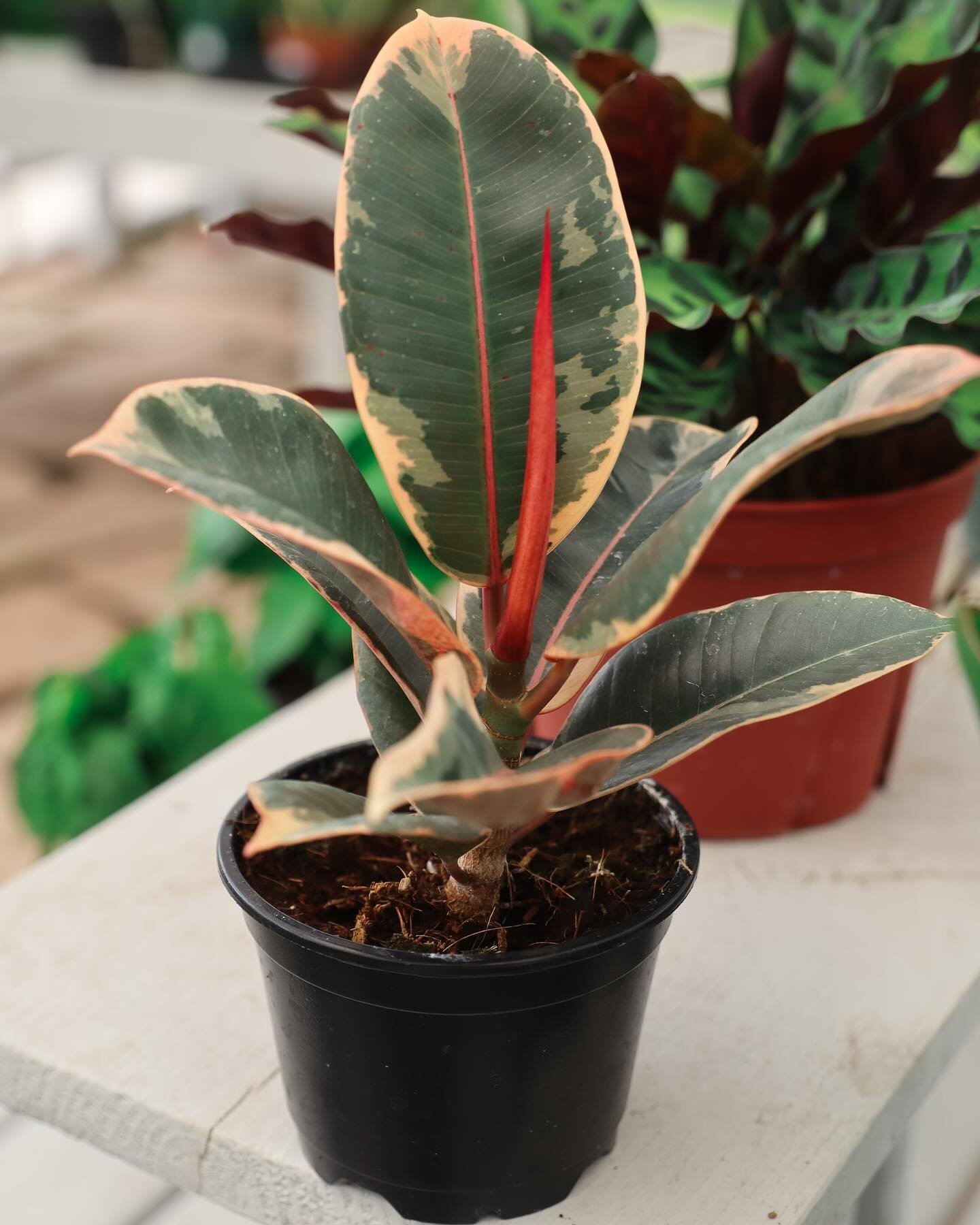 Lush, low-maintenance, and full of glossy green charm&mdash;our rubber plants are perfect for brightening up any corner of your home.
✨ Available now at the farm&mdash;come pick your favorite leafy beauty!
