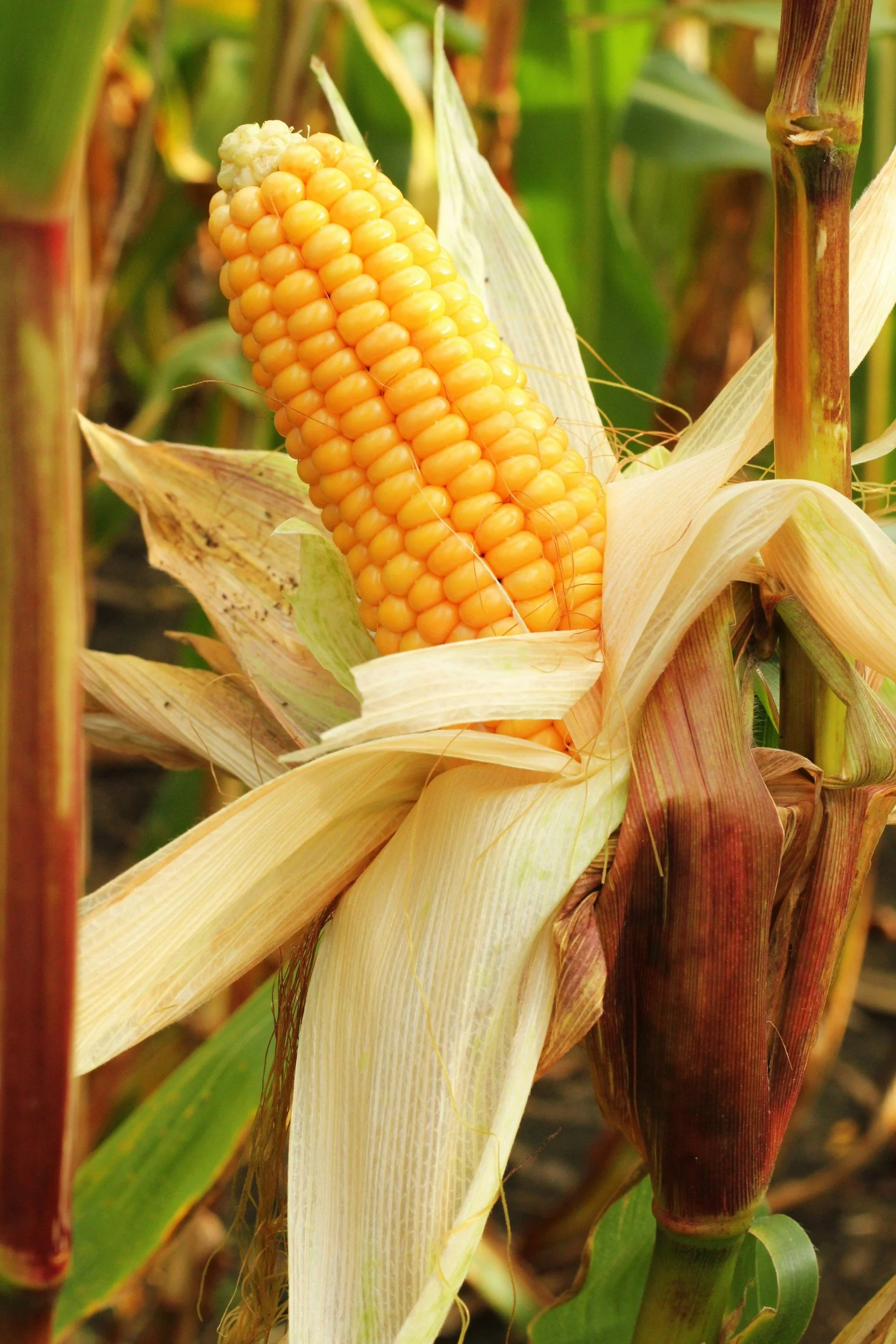 Sweet Corn Season: Why It Tastes Better From the Farm
