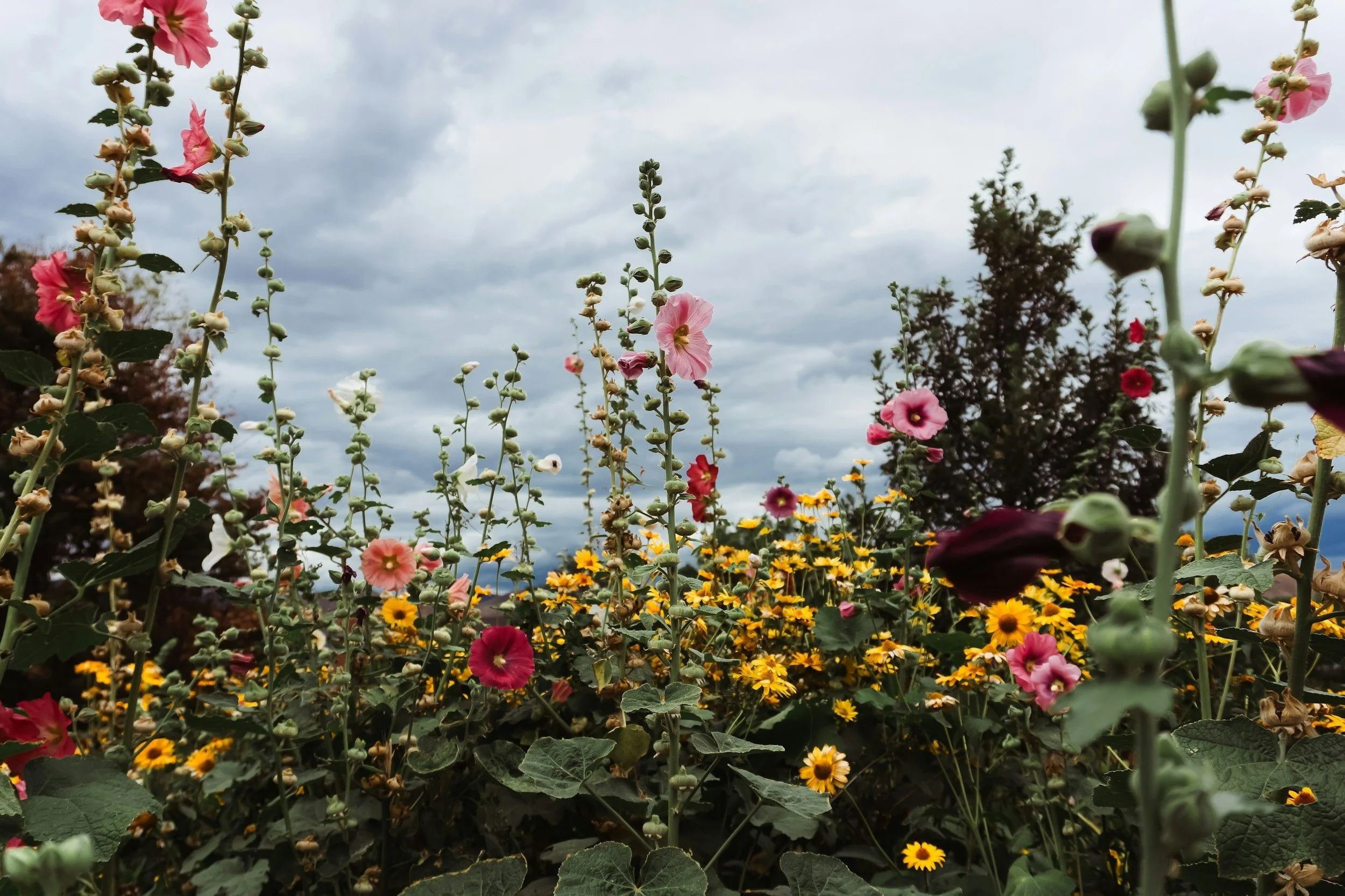 How to Keep Your Garden Blooming All Summer